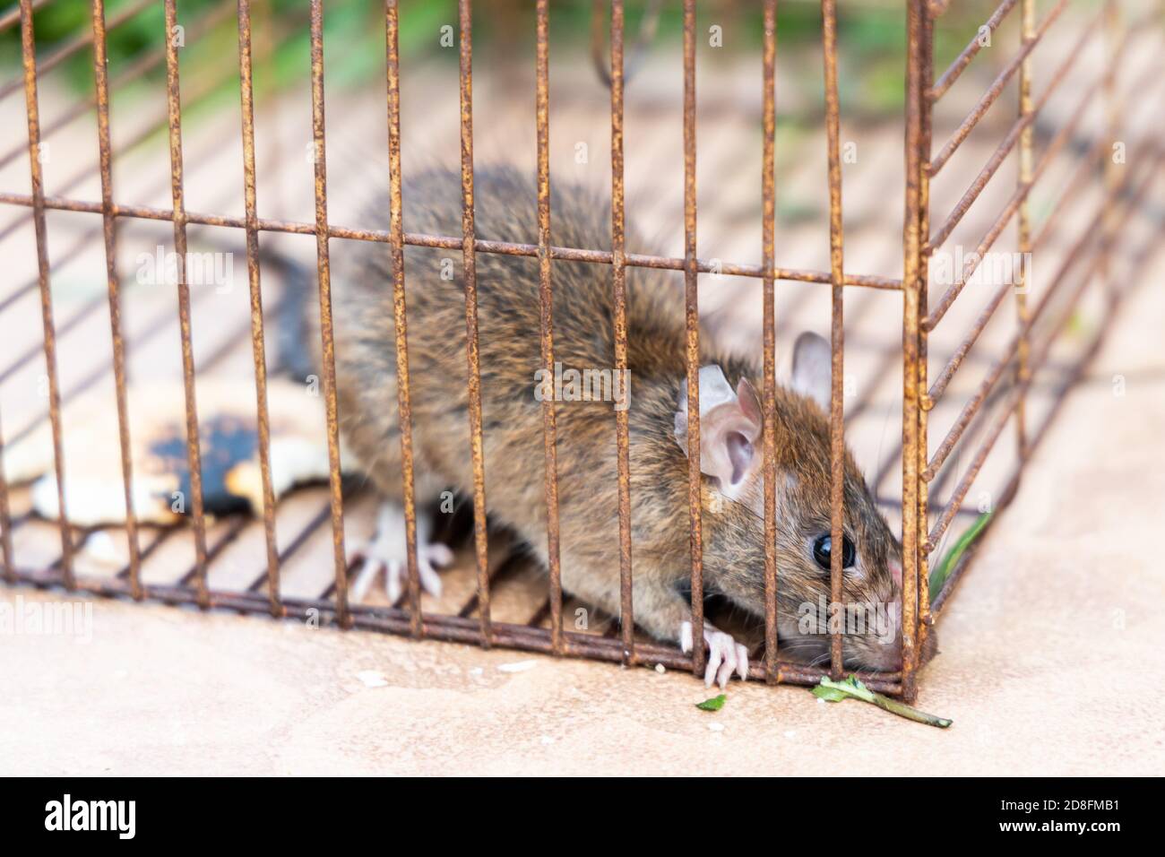 Gros plan de souris de rat attrapée dans la cage de piège de rat Photo  Stock - Alamy