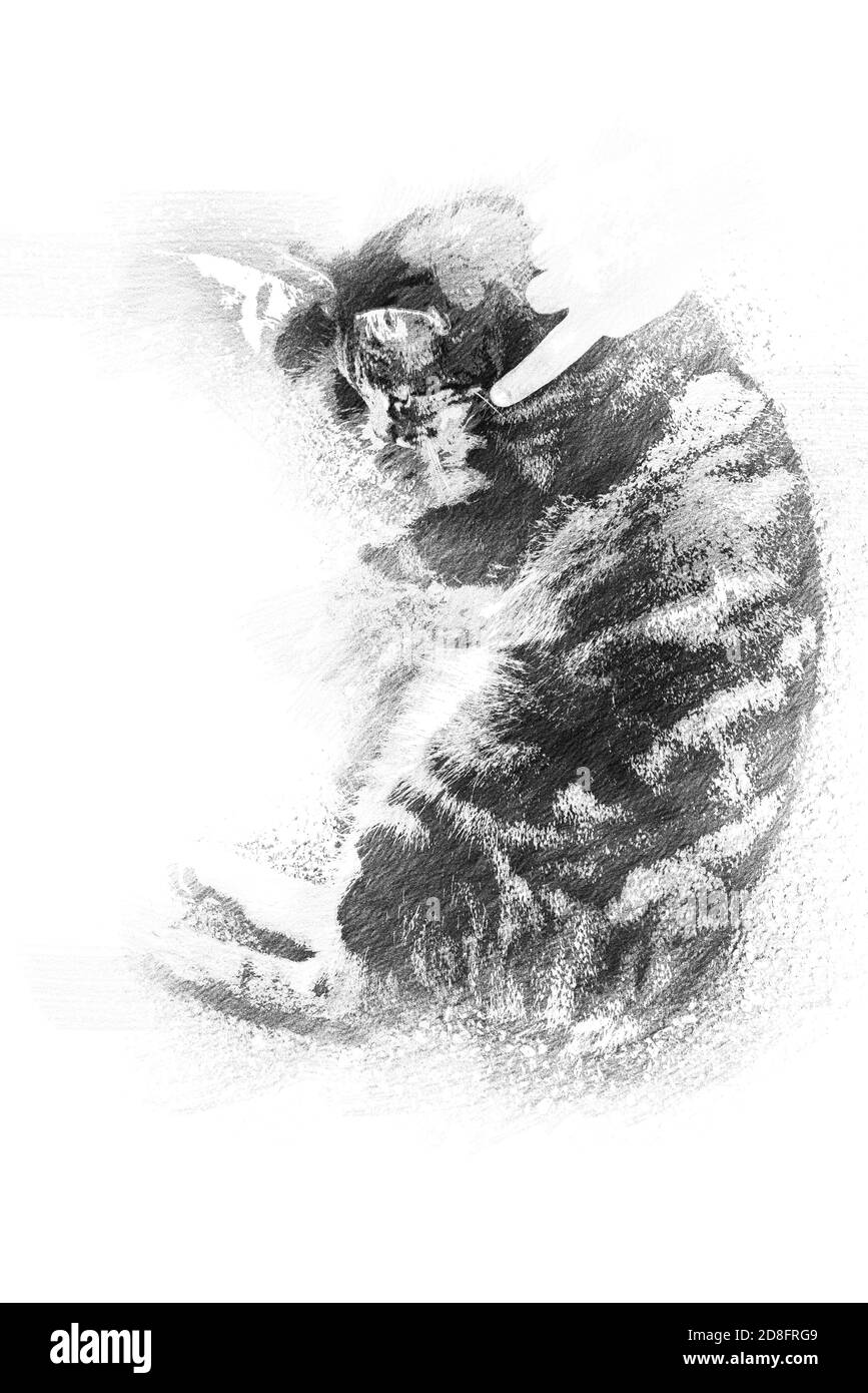 Croquis d'un joli chaton avec fourrure grise jouant avec enfant Banque D'Images