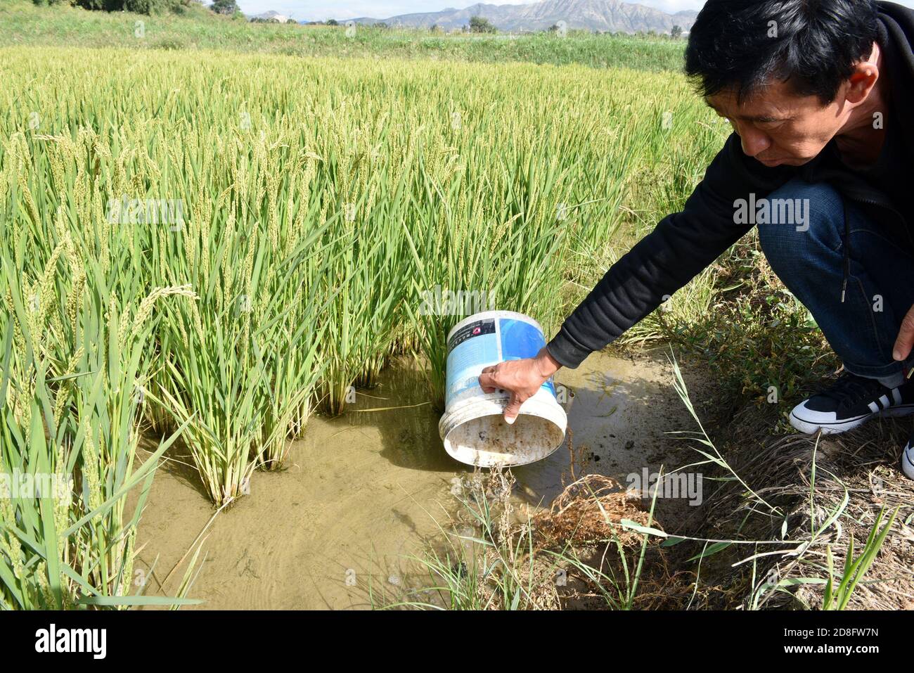 Un agriculteur présente la polyculture du crabe et du riz dans un champ de la ville de Zhangjiakou, dans la province de Hebei, au nord de la Chine, le 12 septembre 2020. Banque D'Images