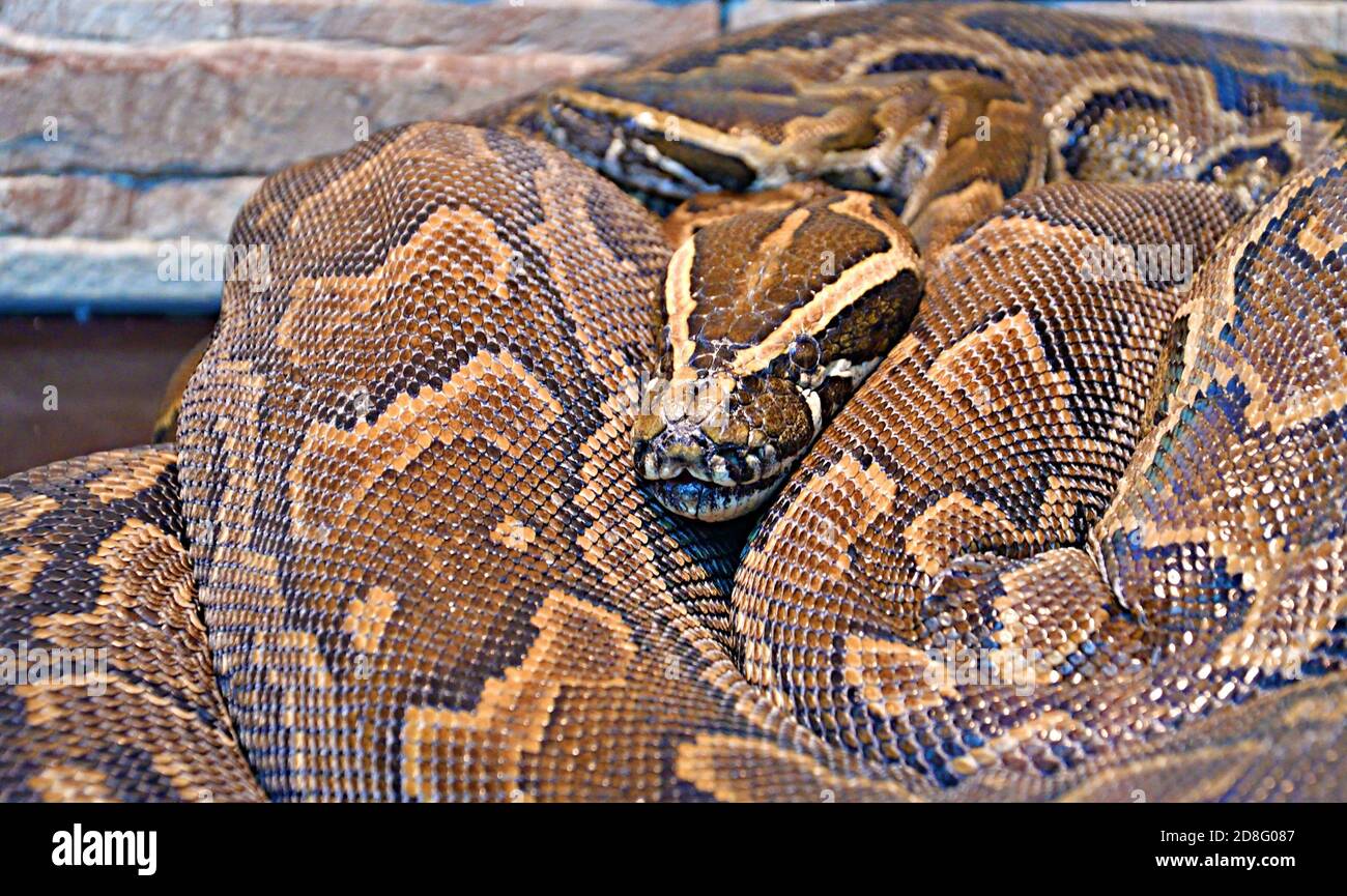 Python hiéroglyphique, ou python rocheuse (lat. Python sebae est un serpent non venimeux très grand fait de vrais pythons Banque D'Images