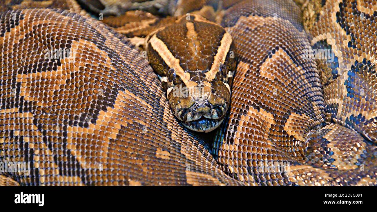 Python hiéroglyphique, ou python rocheuse (lat. Python sebae est un serpent non venimeux très grand fait de vrais pythons Banque D'Images