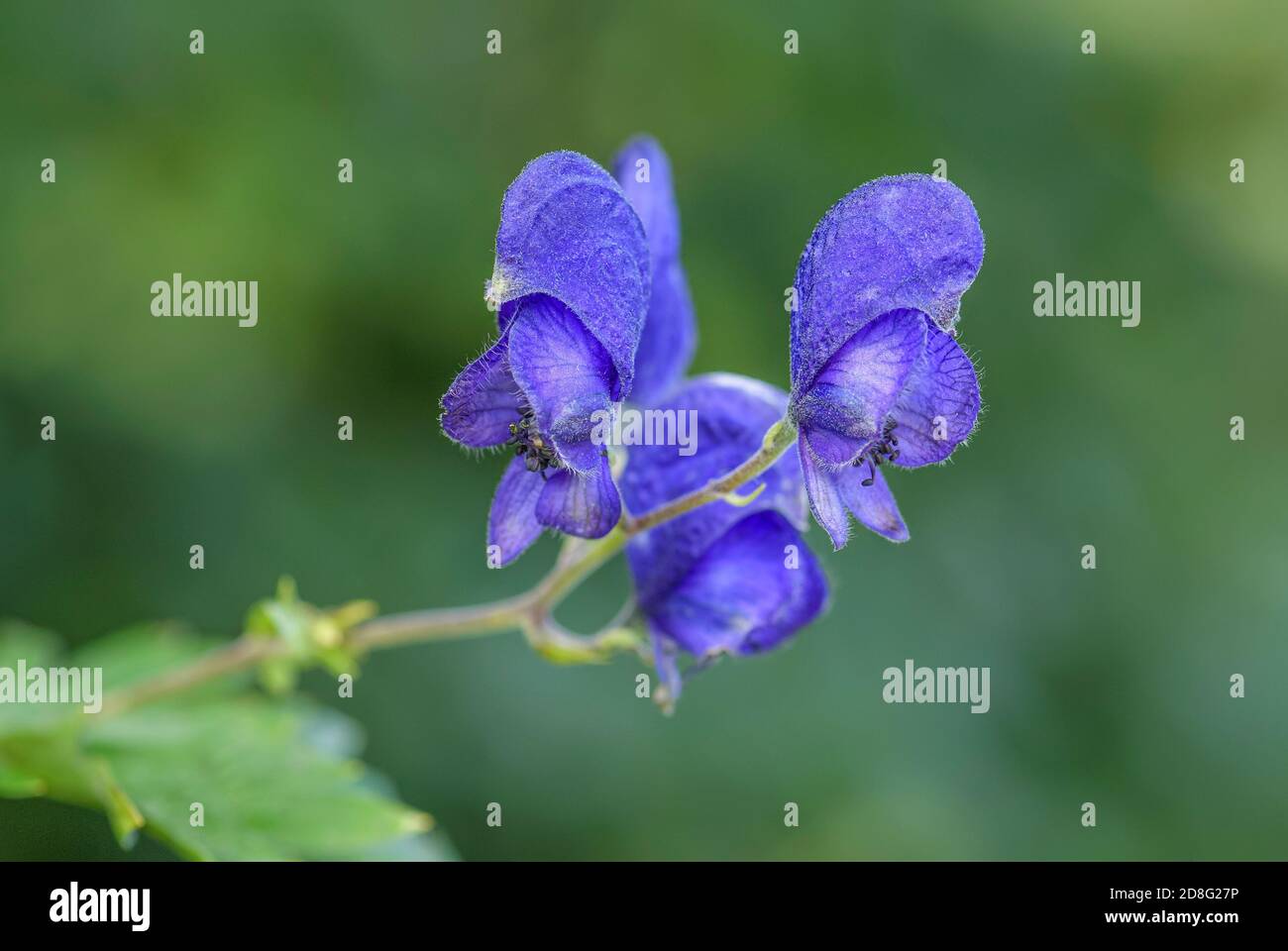 Plante monkshood - Aconitum firmum subsp. Moravicum, plante à fleurs beatufil des prés d'Europe centrale, République tchèque. Banque D'Images