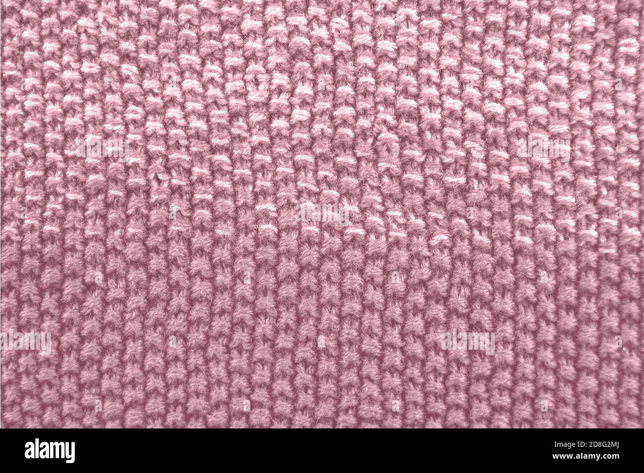 Texture tricotée de couleur rose. Gros plan. Banque D'Images