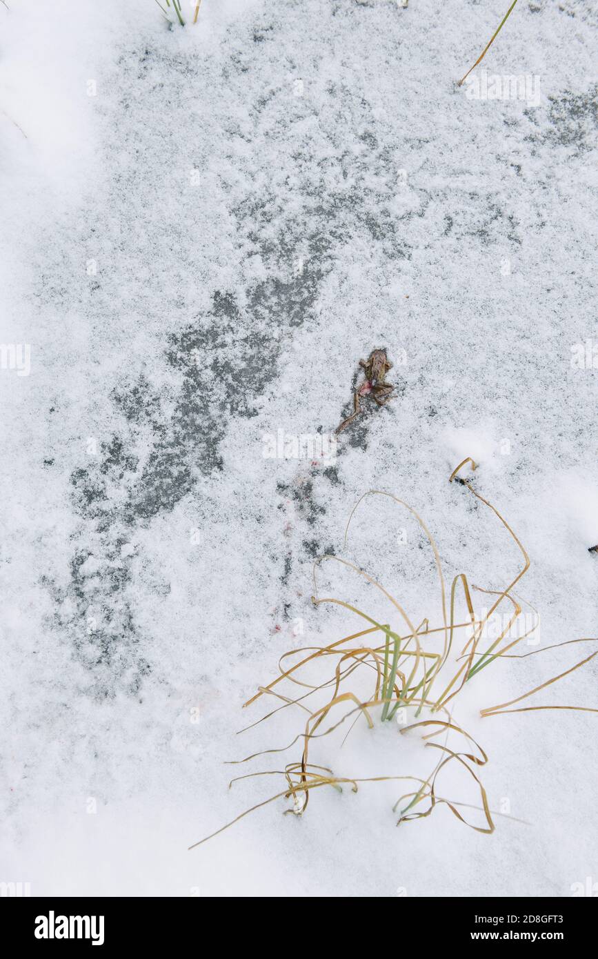 Grenouille morte pêchée par des oiseaux à la surface d'un lac gelé. Banque D'Images