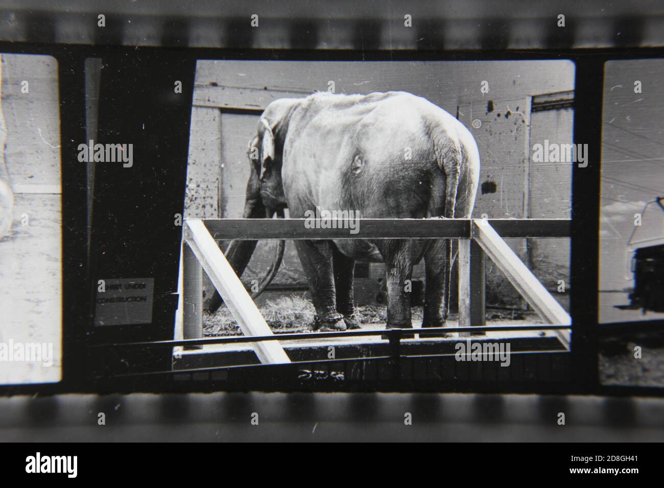 Fin années 1970 vintage noir annonce blanche photographie d'un éléphant triste dans un petit enclos d'animaux au zoo. Banque D'Images