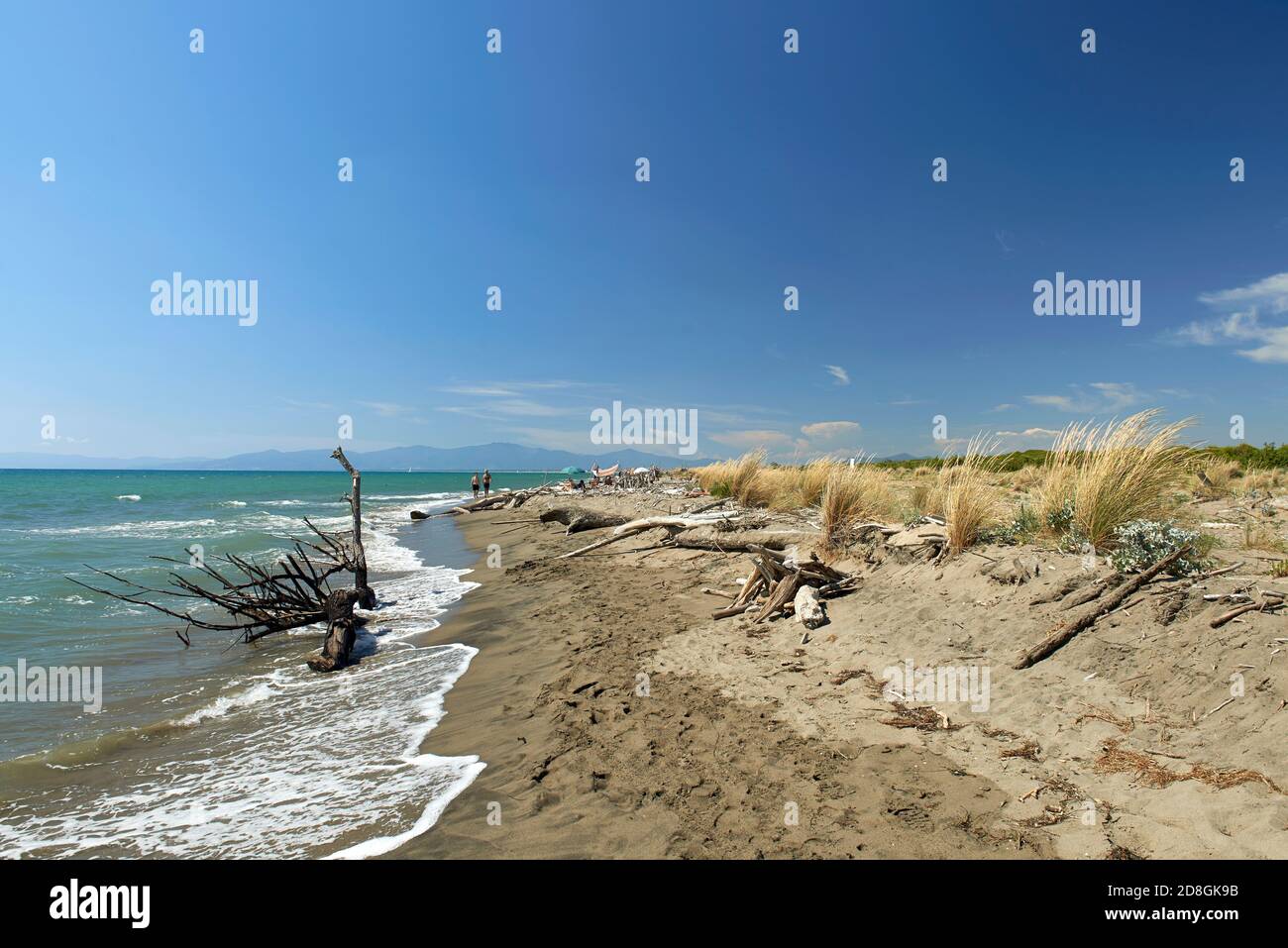 Principina a Mare (GR) alcuni tronchi e alberi sulla spiaggia Banque D'Images