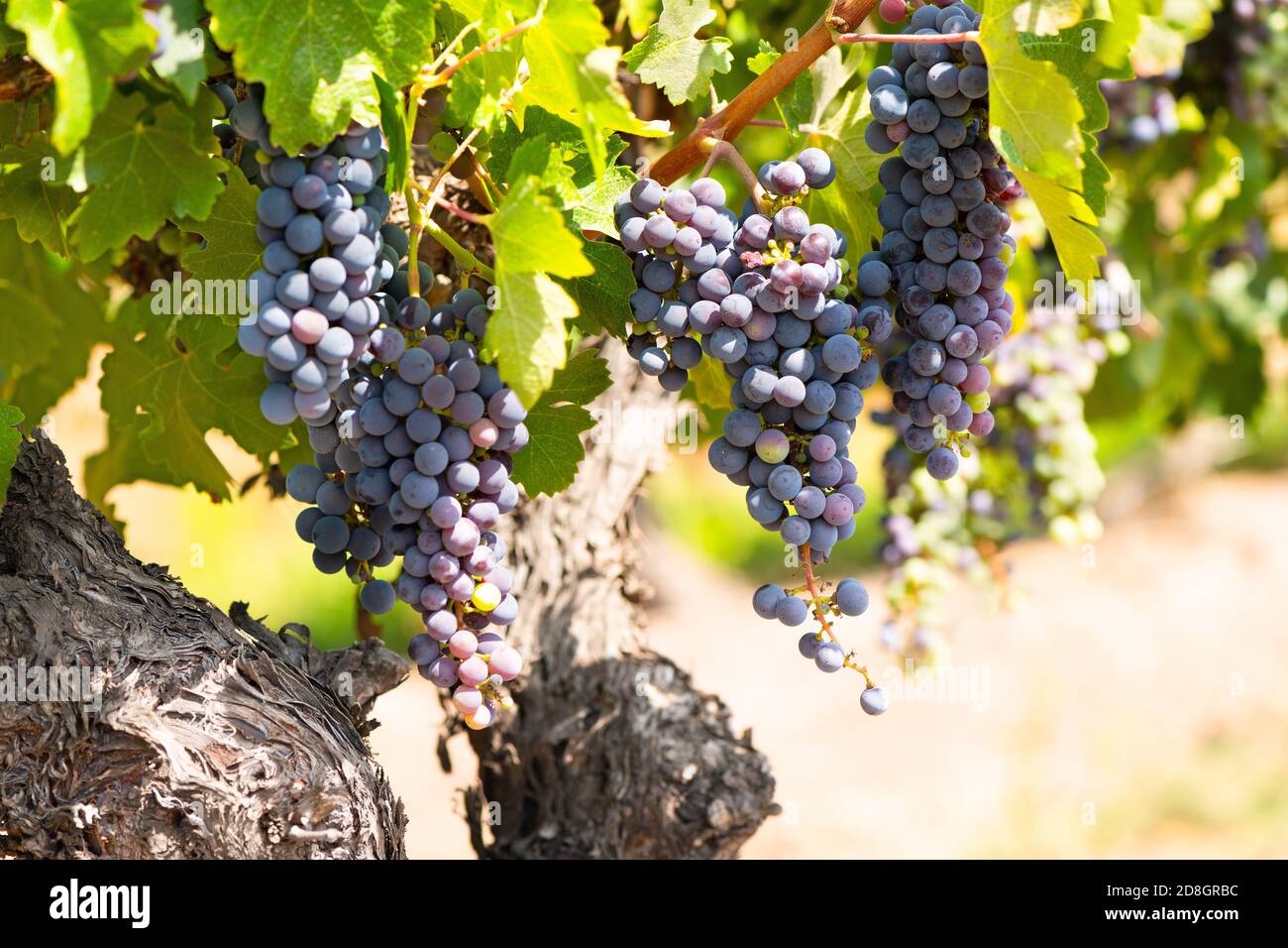 Gros plan de raisins dans un vignoble de la vallée de Colchagua Au Chili Banque D'Images