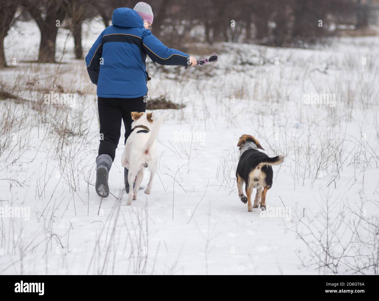 Femme prenant une petite corde dans la main droite tout en courant sur un terrain enneigé avec deux chiens de race mixte en hiver saison Banque D'Images