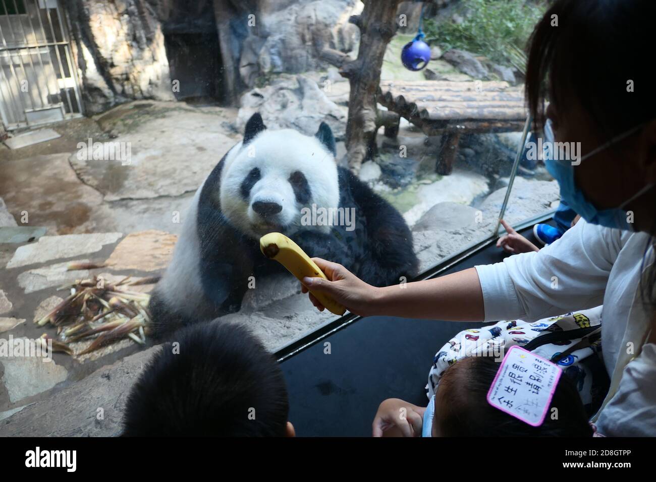 Un panda géant accueille les visiteurs à la fermeture du zoo de Beiijng, Beijing, Chine, 2 septembre 2020. Banque D'Images