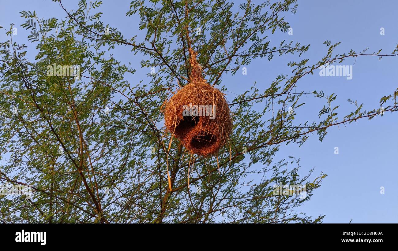 Nid d'oiseaux de finch le nid suspendu sur l'arbre au local en Inde représente l'abondance de la nature. Banque D'Images