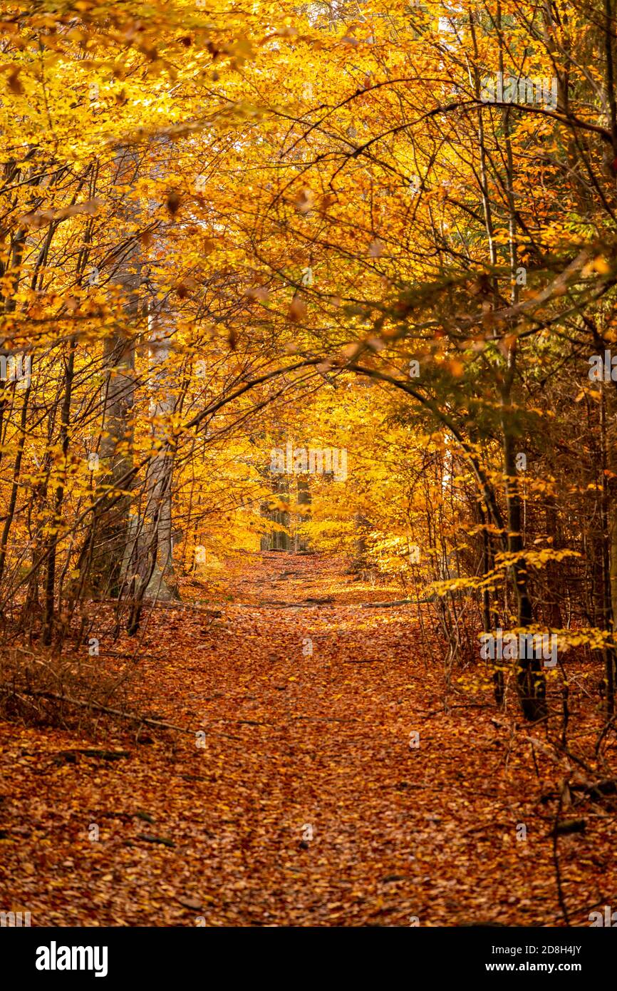 automne dans les hautes terres, république tchèque Banque D'Images