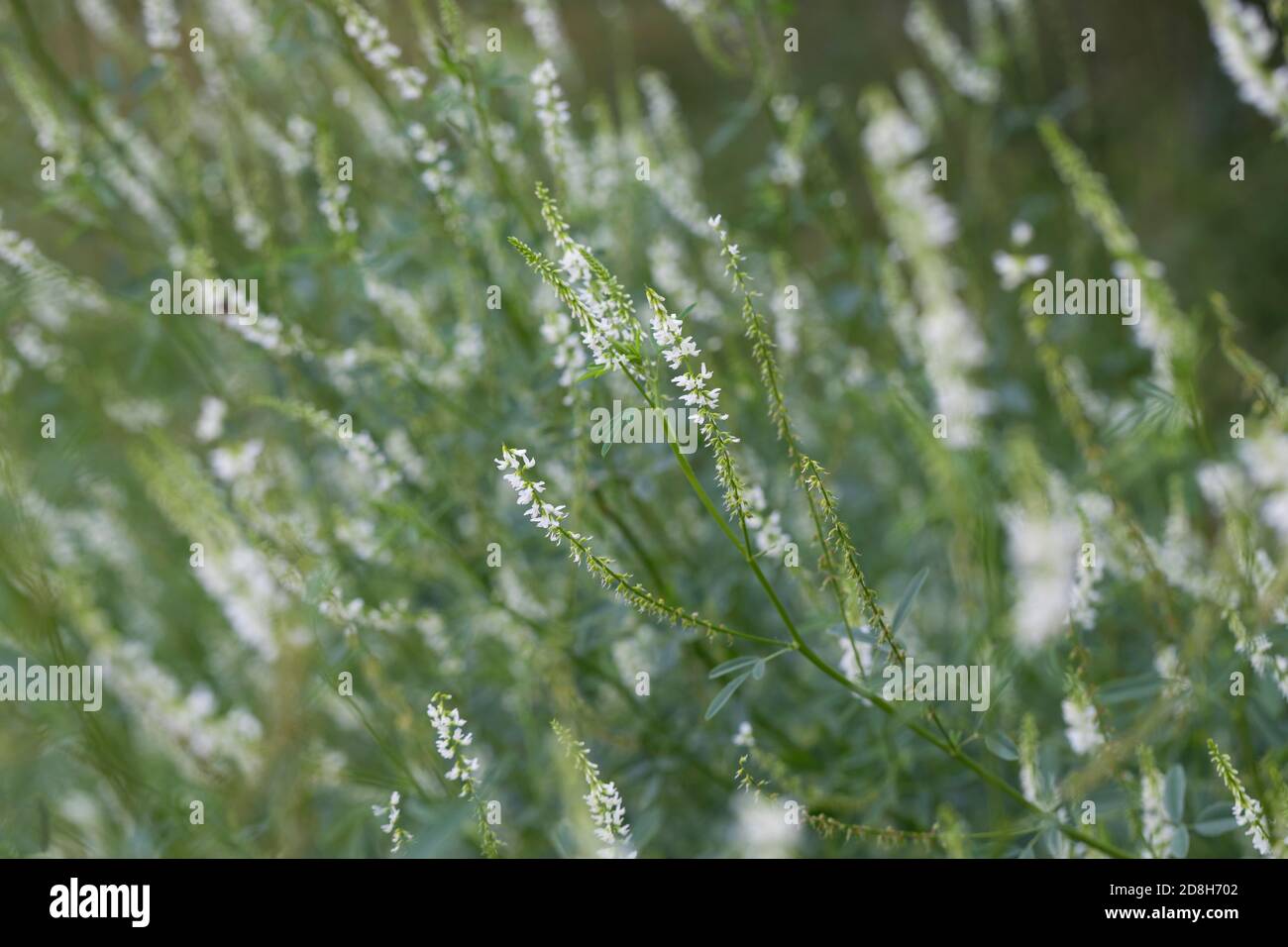 Weißer Steinklee Steinklee Steinklee Weisser,,, Stein-Klee, Melilotus albus, le miel de trèfle mélilot blanc, le mélilot blanc, mélilot, blanc doux Banque D'Images