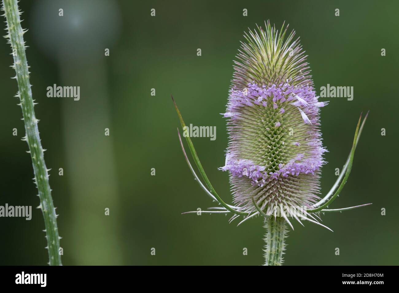Wilde Karde, Karde, Karden, Blüte, Blüten, Dipsacus fullonum, Dipsacus sylvestris, cuillère à café de Fuller, cuillère à café sauvage, cuillère à café, cuillère à café commune, la Cardère eau Banque D'Images