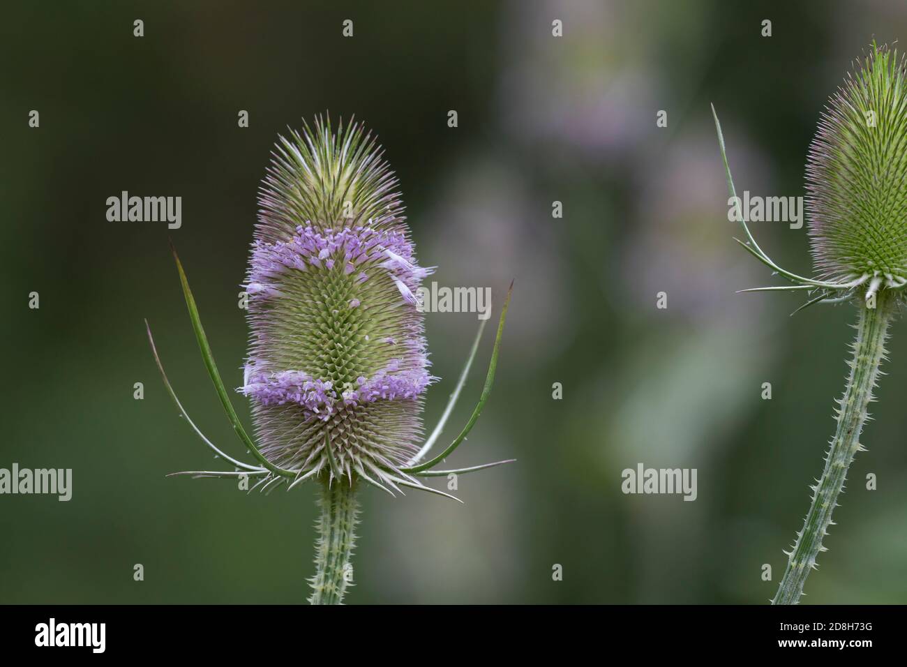 Wilde Karde, Karde, Karden, Blüte, Blüten, Dipsacus fullonum, Dipsacus sylvestris, cuillère à café de Fuller, cuillère à café sauvage, cuillère à café, cuillère à café commune, la Cardère eau Banque D'Images