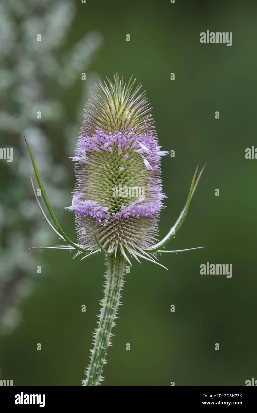 Wilde Karde, Karde, Karden, Blüte, Blüten, Dipsacus fullonum, Dipsacus sylvestris, cuillère à café de Fuller, cuillère à café sauvage, cuillère à café, cuillère à café commune, la Cardère eau Banque D'Images