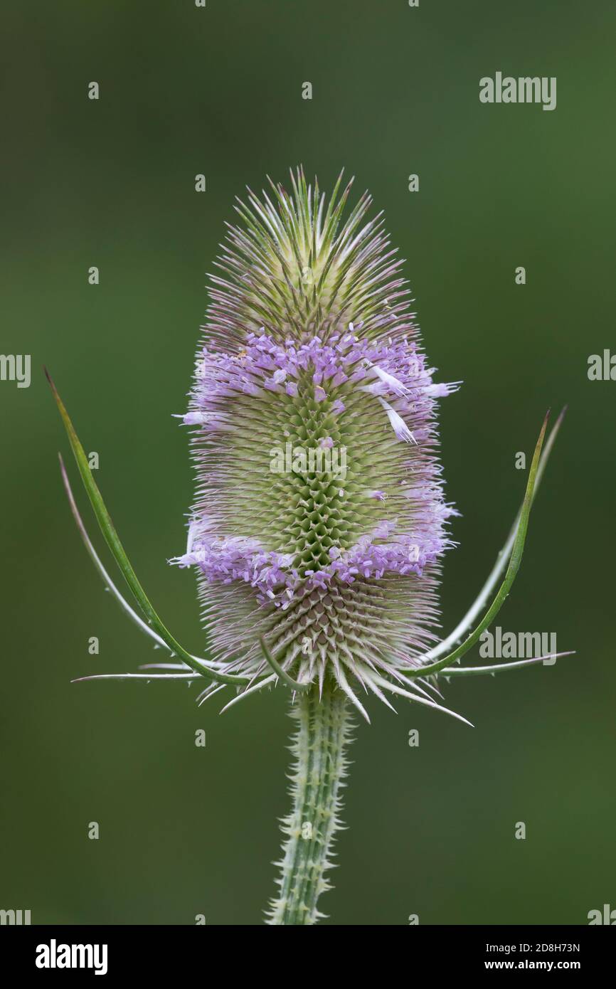 Wilde Karde, Karde, Karden, Blüte, Blüten, Dipsacus fullonum, Dipsacus sylvestris, cuillère à café de Fuller, cuillère à café sauvage, cuillère à café, cuillère à café commune, la Cardère eau Banque D'Images