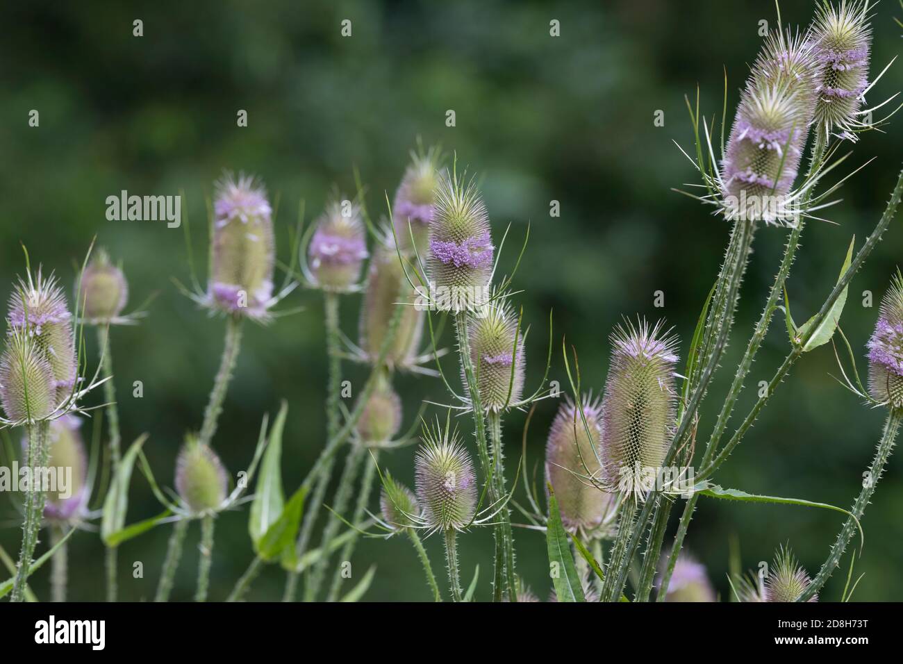 Wilde Karde, Karde, Karden, Blüte, Blüten, Dipsacus fullonum, Dipsacus sylvestris, cuillère à café de Fuller, cuillère à café sauvage, cuillère à café, cuillère à café commune, la Cardère eau Banque D'Images