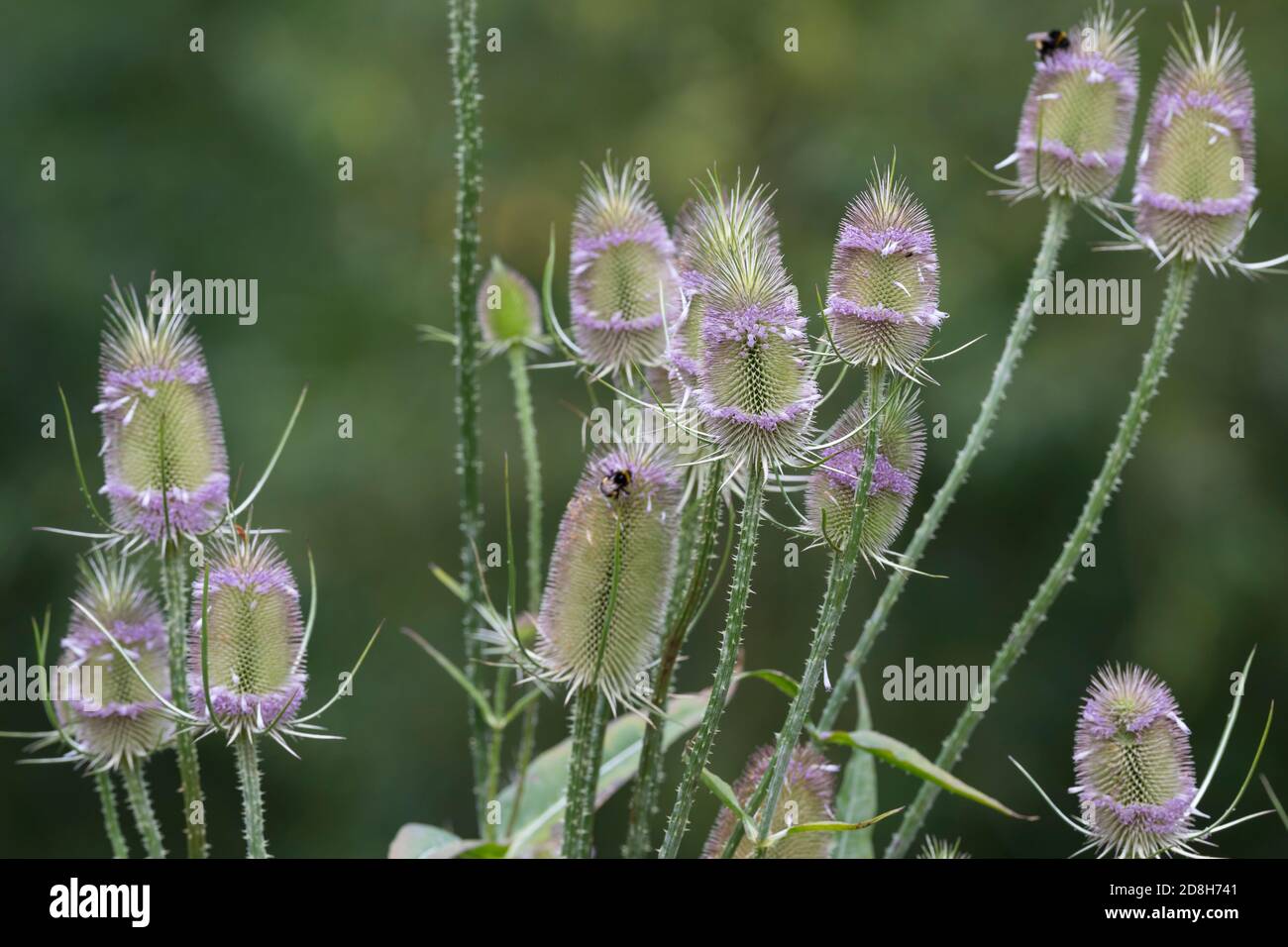 Wilde Karde, Karde, Karden, Blüte, Blüten, Dipsacus fullonum, Dipsacus sylvestris, cuillère à café de Fuller, cuillère à café sauvage, cuillère à café, cuillère à café commune, la Cardère eau Banque D'Images