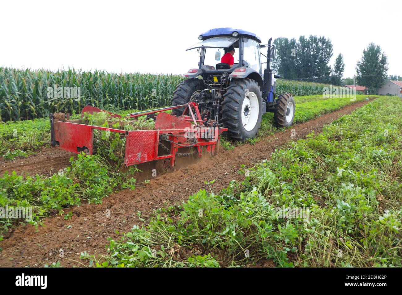 Une machine agricole travaille sur le terrain pour récolter des arachides dans le village de Yangjiatun, la ville de Liushanghe, le district de Fengrun, la ville de Tangshan, le Hebe du nord de la Chine Banque D'Images