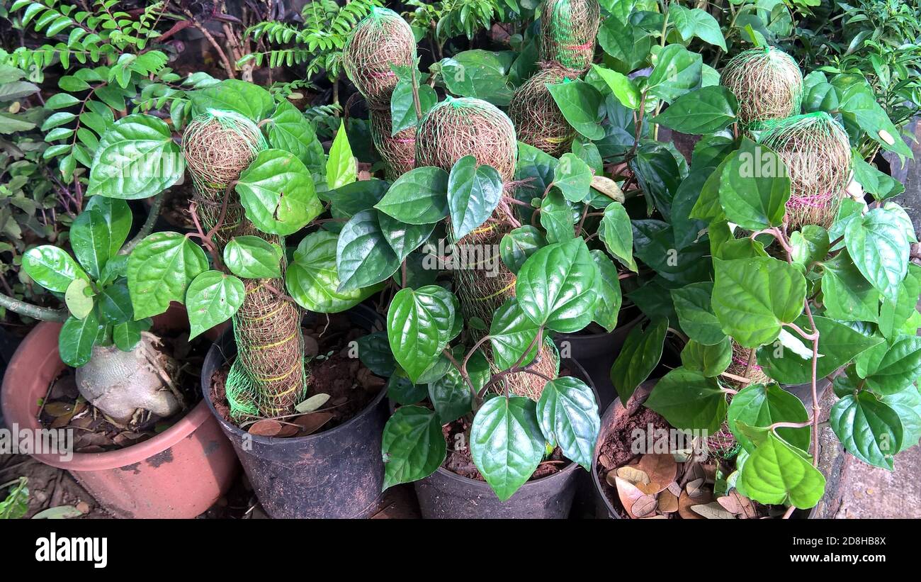 Vue panoramique sur les plantes à feuilles de bétel pour une utilisation polyvalente Banque D'Images
