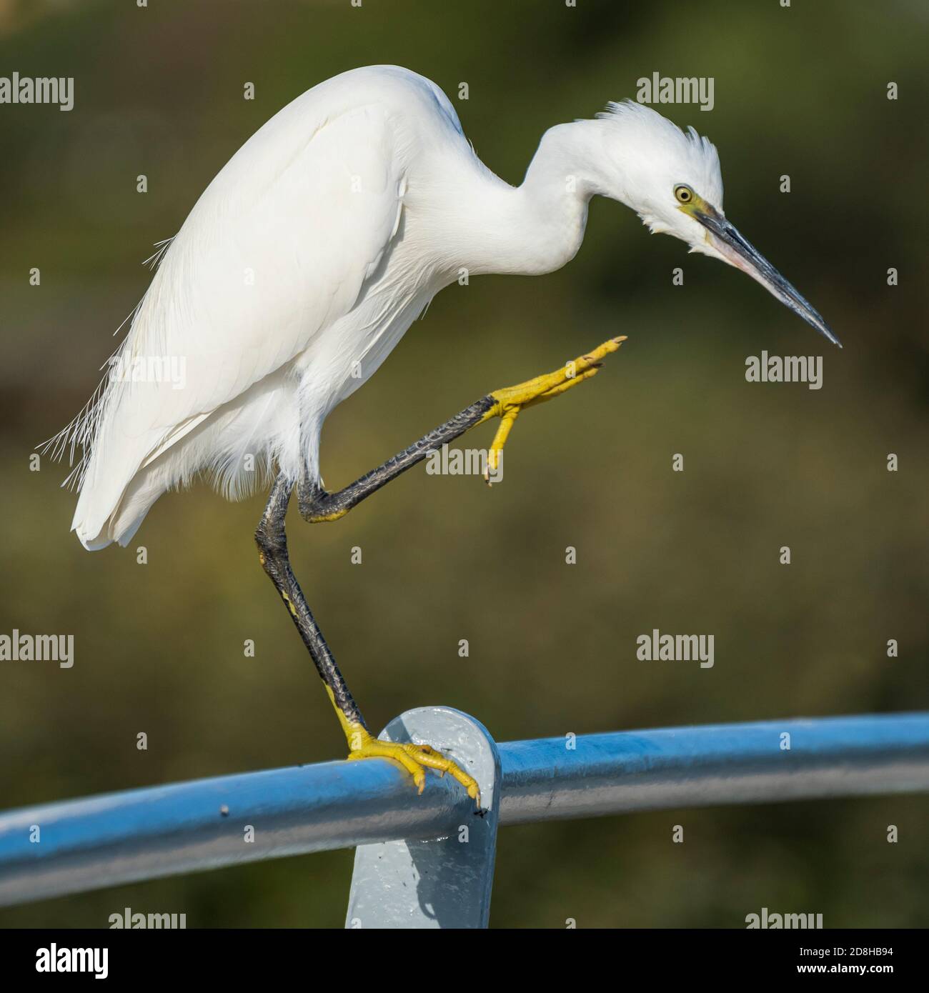 Little Egret Egretta garzetta Costa Ballena Cadiz Espagne Banque D'Images