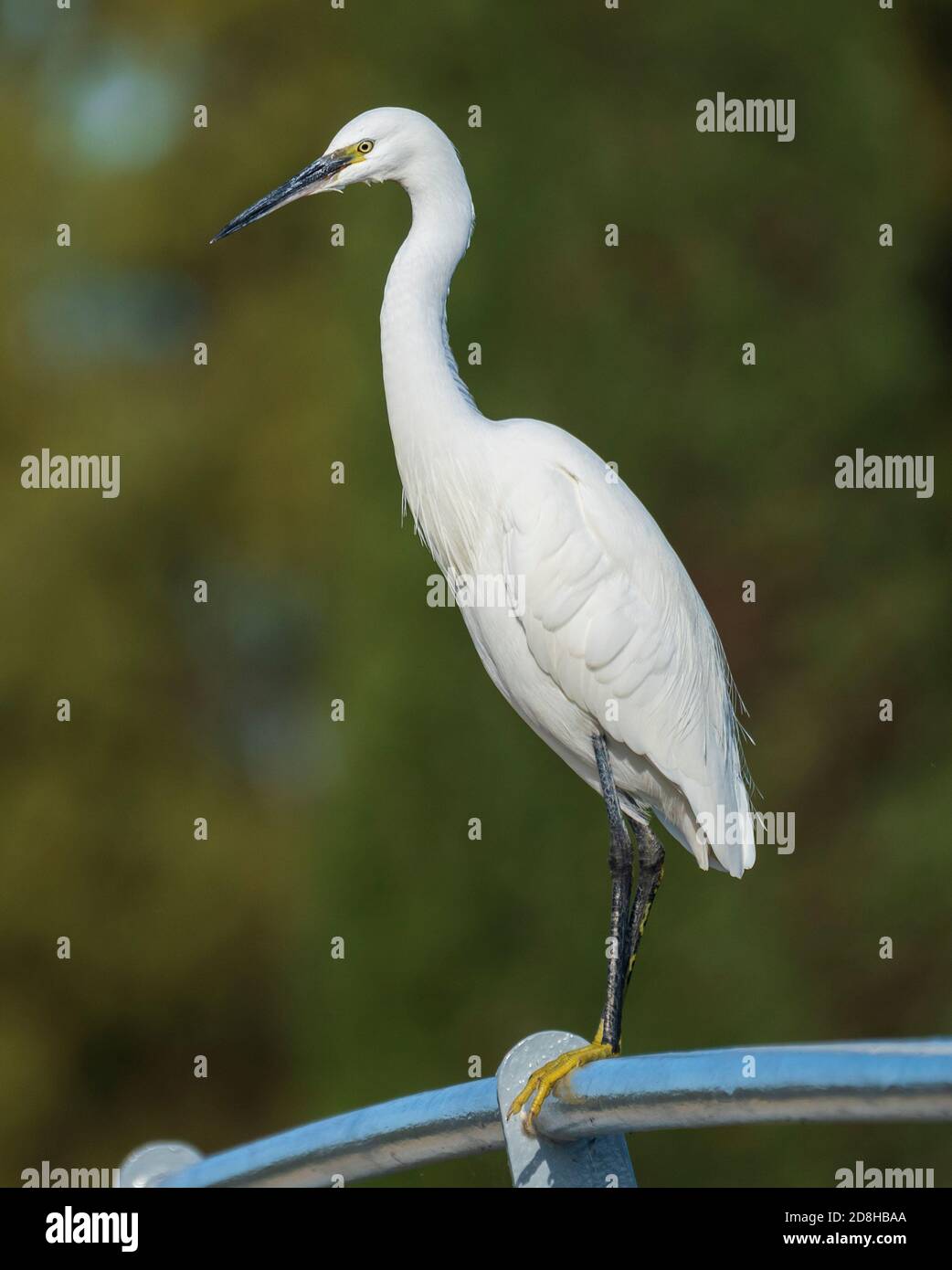 Little Egret Egretta garzetta Costa Ballena Cadiz Espagne Banque D'Images