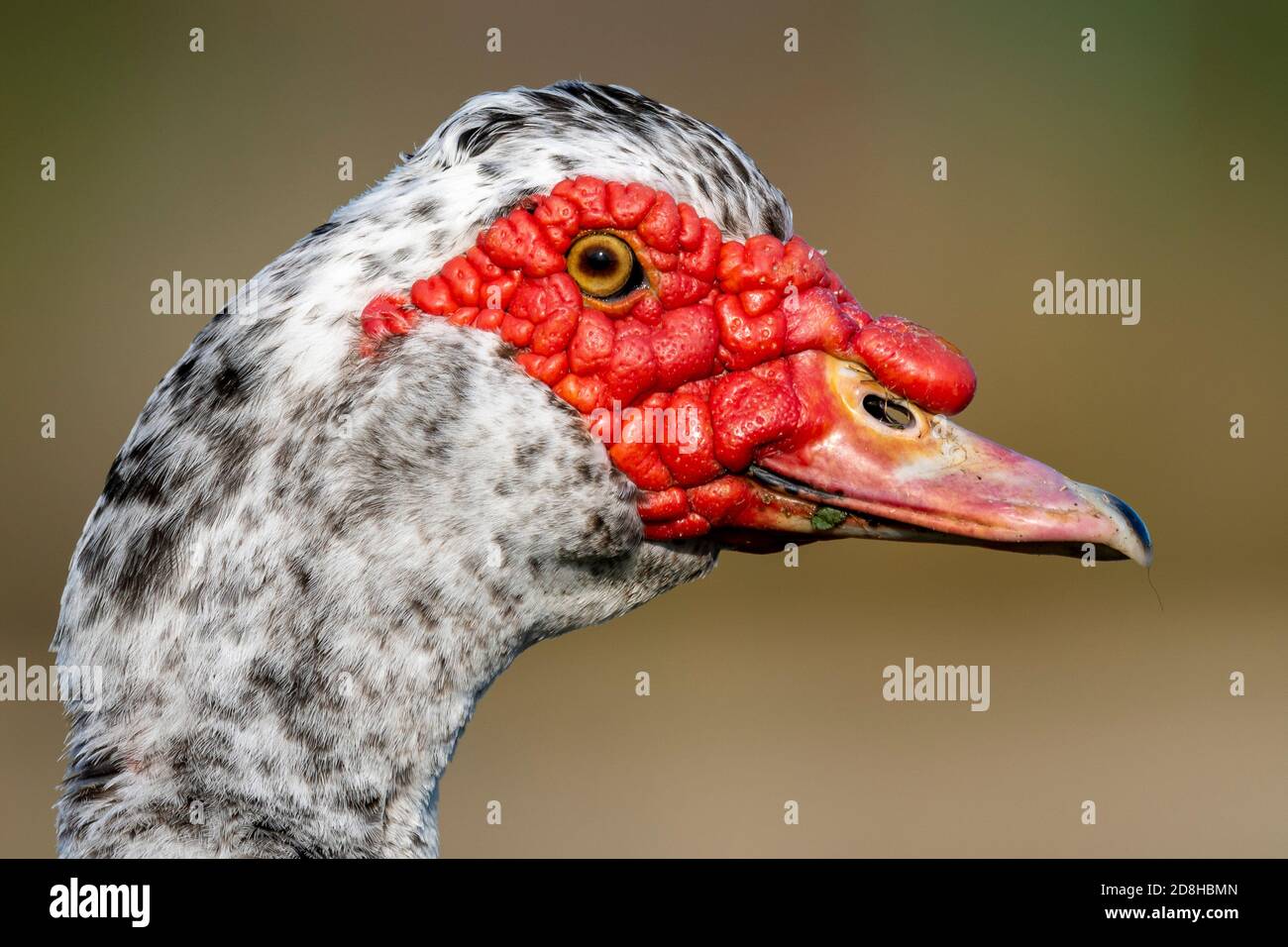Muscovy Duck de type domestique Cairina moschata Costa Ballena Cadiz Espagne Banque D'Images