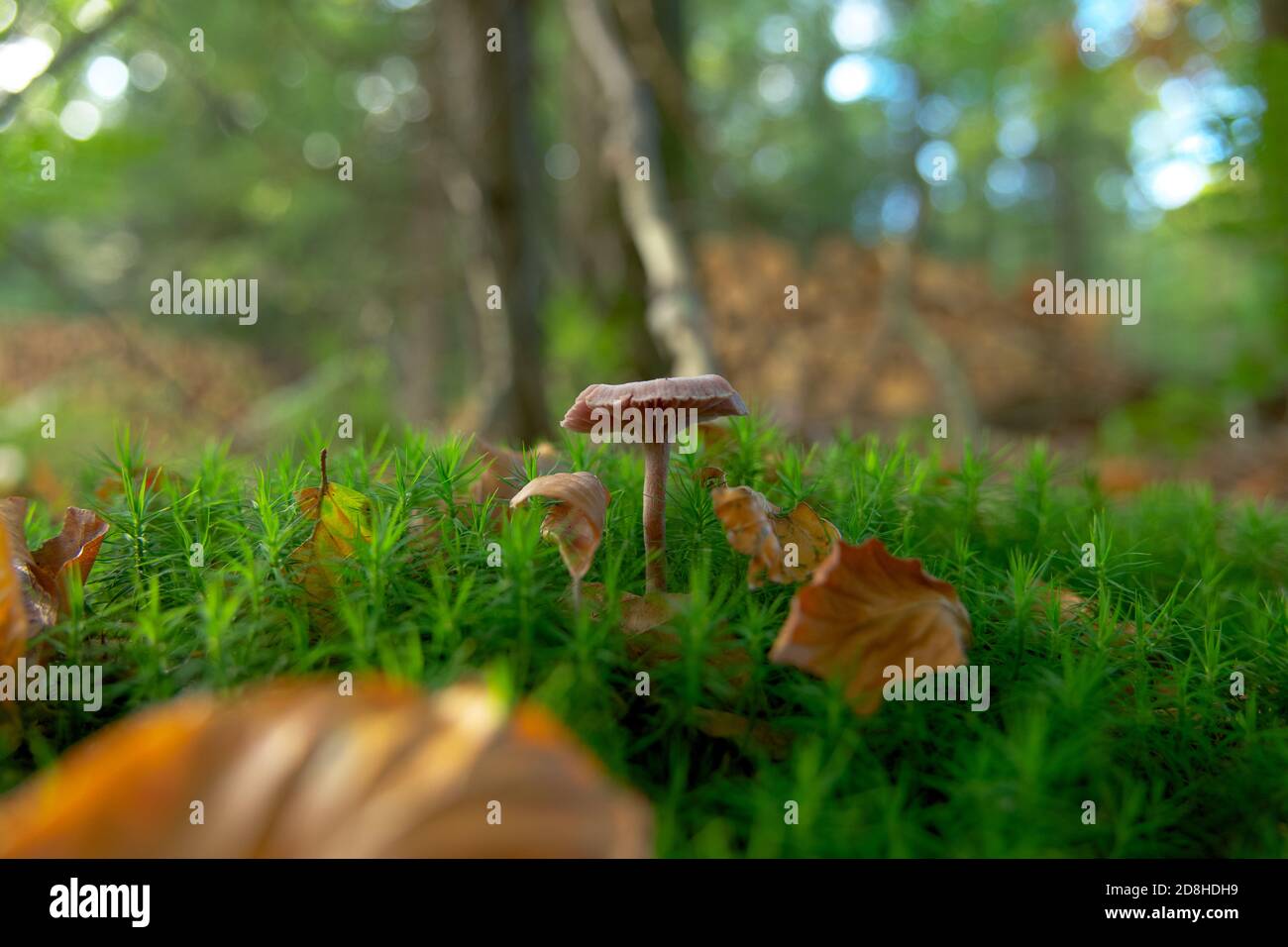 Macro gros plan des champignons sauvages en forêt. Plein format, espace de copie, photo couleur, mise au point sélective. Banque D'Images