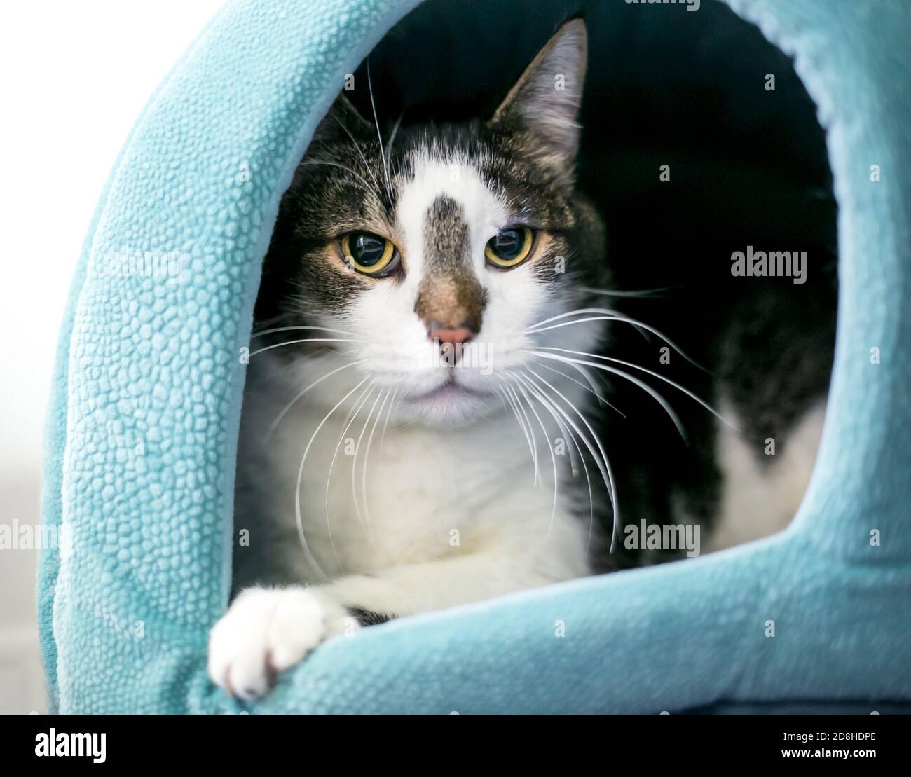 Un Chat De Shorthair Avec Des Pupilles Dilatees Peeking Hors D Un Lit De Chat Couvert Photo Stock Alamy