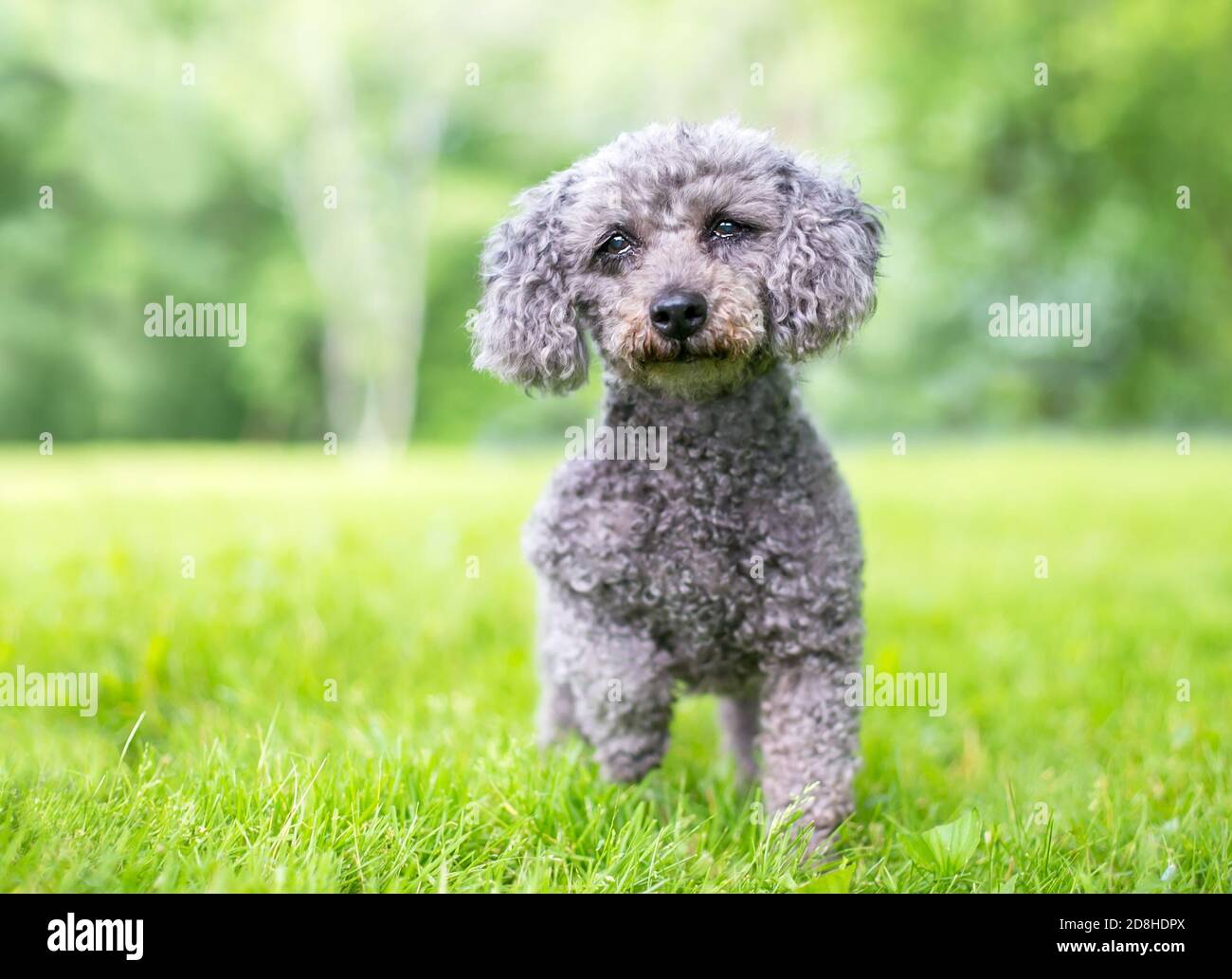 Grey poodle Banque de photographies et d images haute r solution