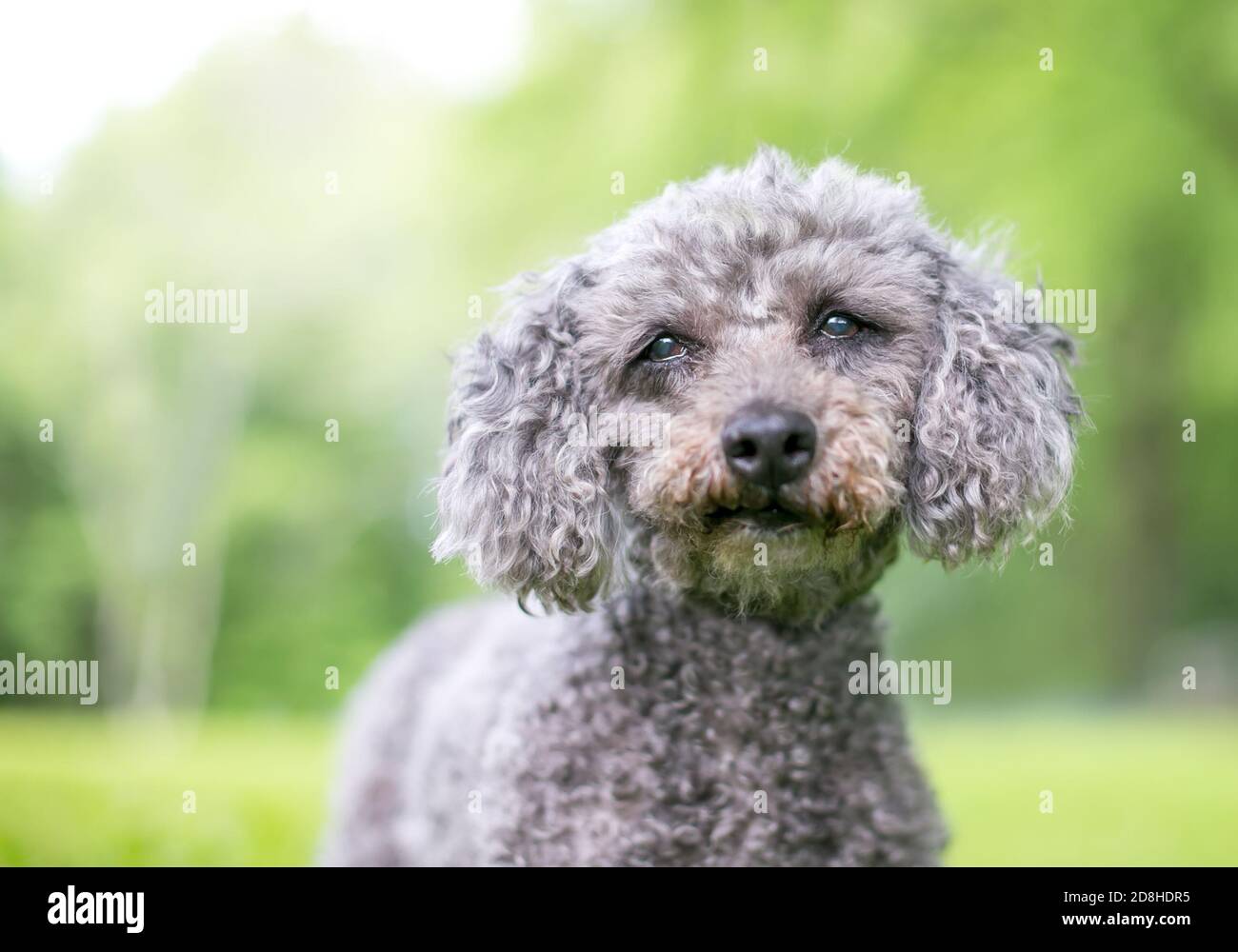 Un chien gris miniature de race mixte Poodle en plein air Banque D'Images