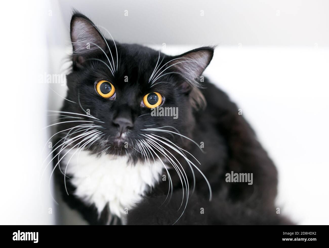 Un chat Tuxedo noir et blanc moyen aux cheveux avec grands yeux jaunes et pupilles dilatées Banque D'Images