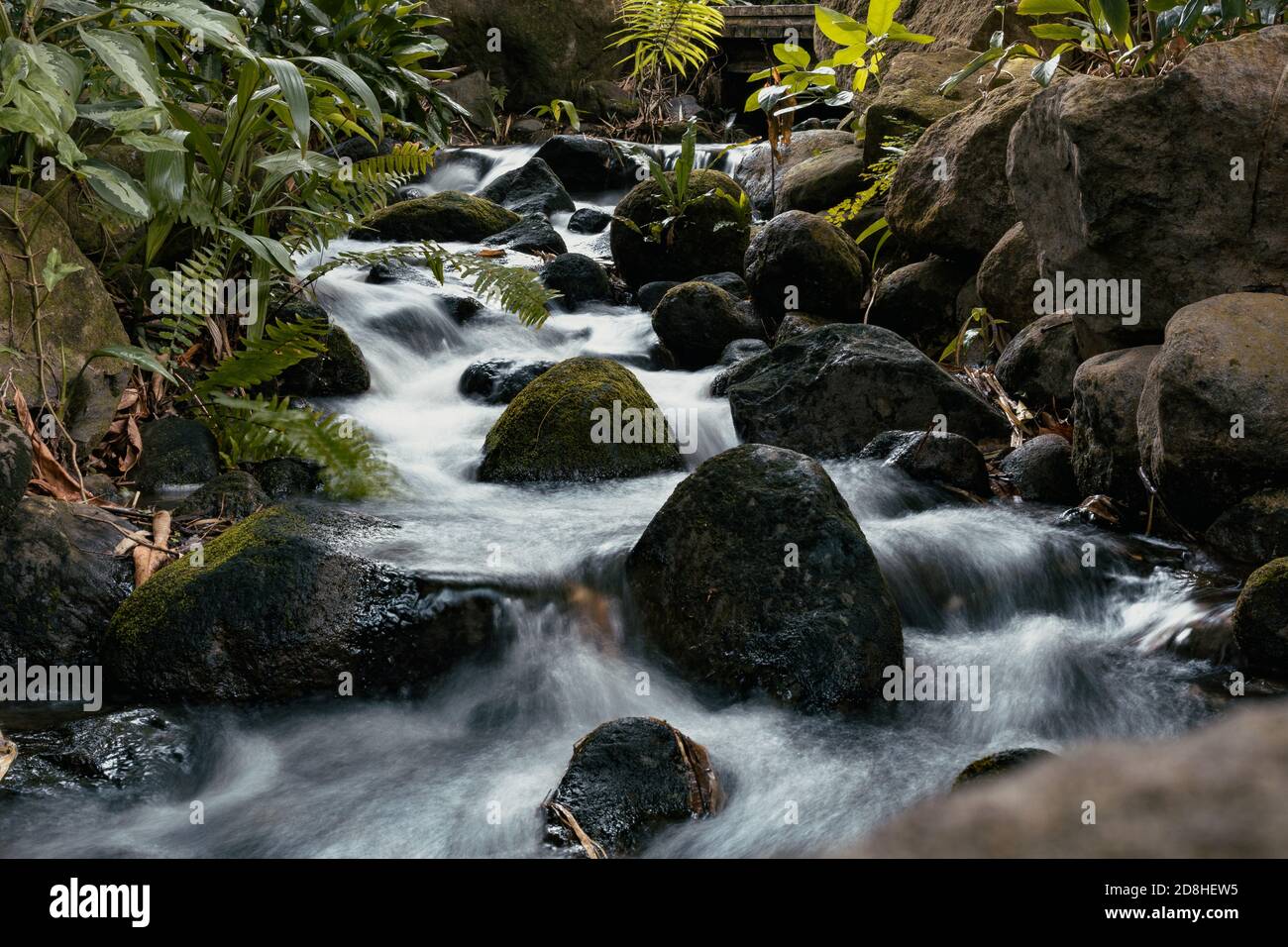 Une petite rivière s'étend entre les rochers et les fougères dans une forêt, une atmosphère verte et humide Banque D'Images