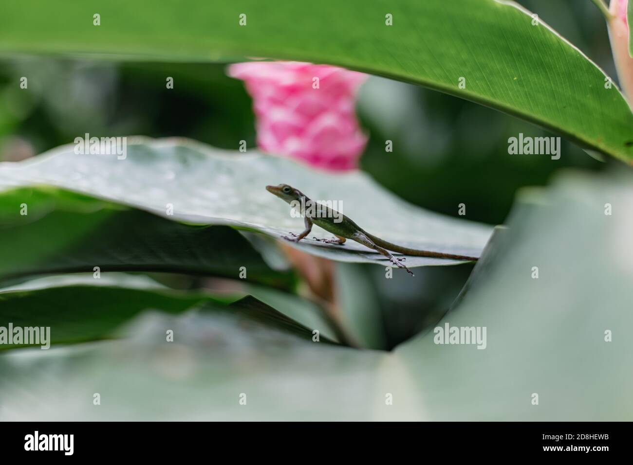 Un petit gecko sur une feuille dans une forêt tropicale Banque D'Images
