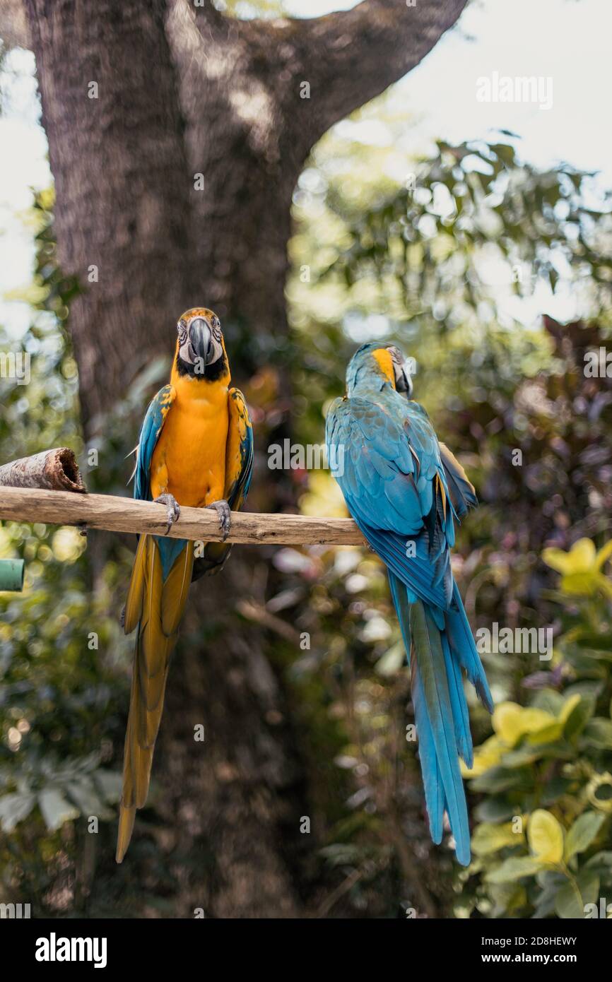 Une paire de macaw bleu et jaune sur une branche Banque D'Images