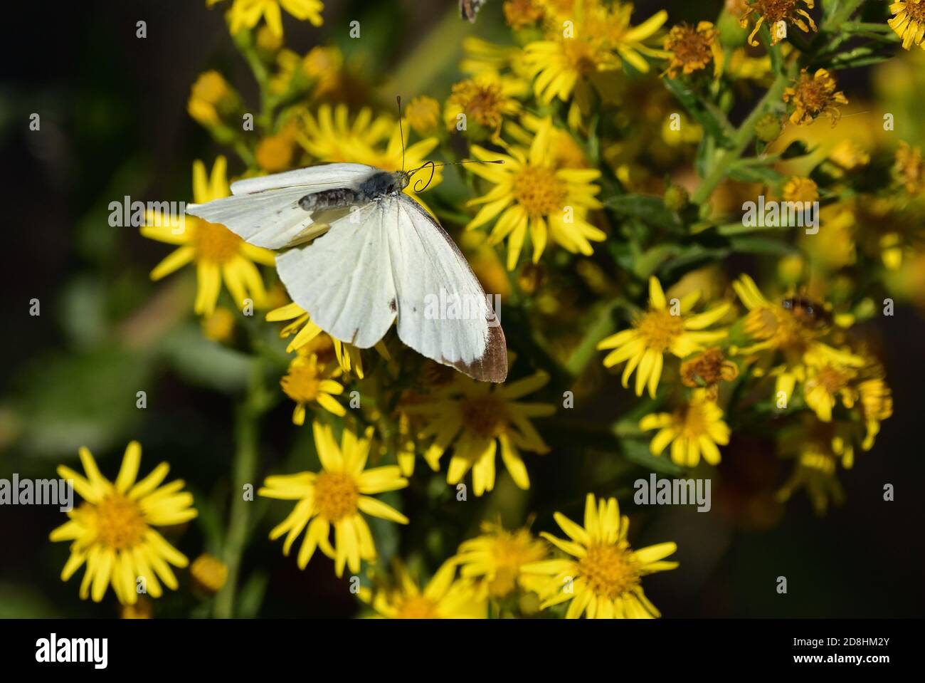 Macro photographie d'une paire de spécimens de grands blancs, également appelés papillon de chou, blanc de chou (Pieris brassicae), papillon des Pieridae Banque D'Images