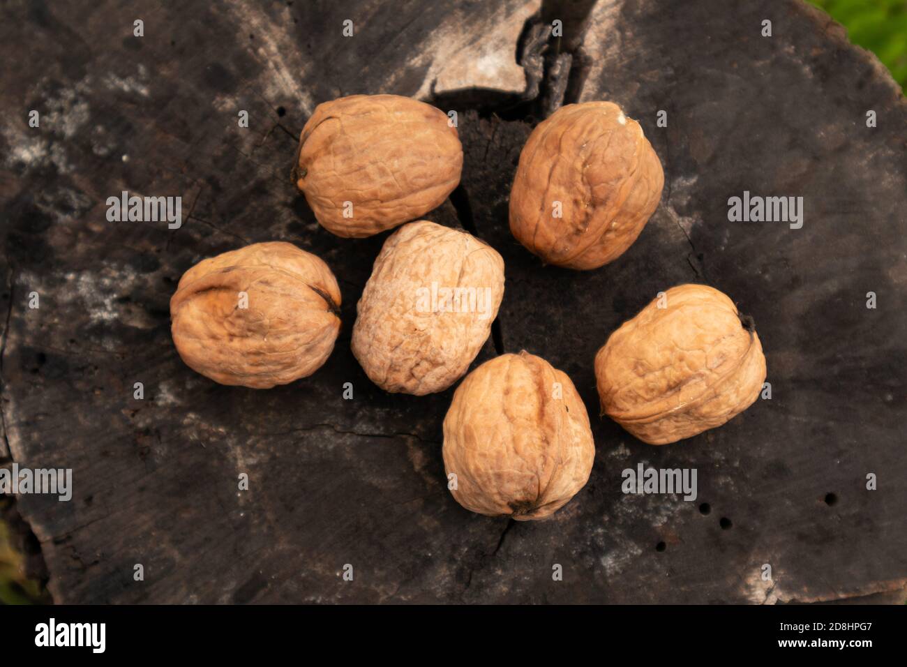 Feuilles vertes et noix non mûres. Fruits de noyer. Banque D'Images