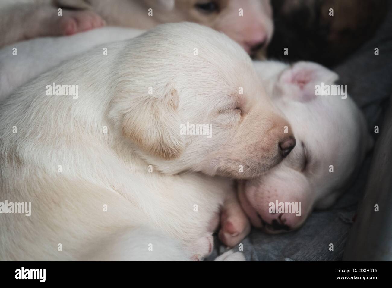 Mignon chien nouveau-né chiot mâle endormi avec ses frères Banque D'Images