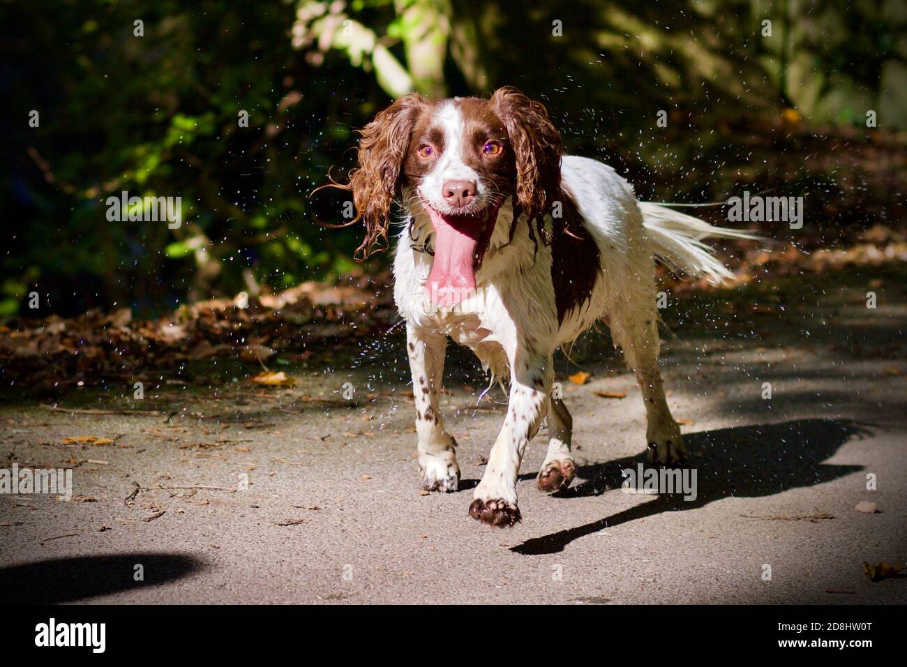 Springer Spaniel anglais courant vers la caméra Banque D'Images
