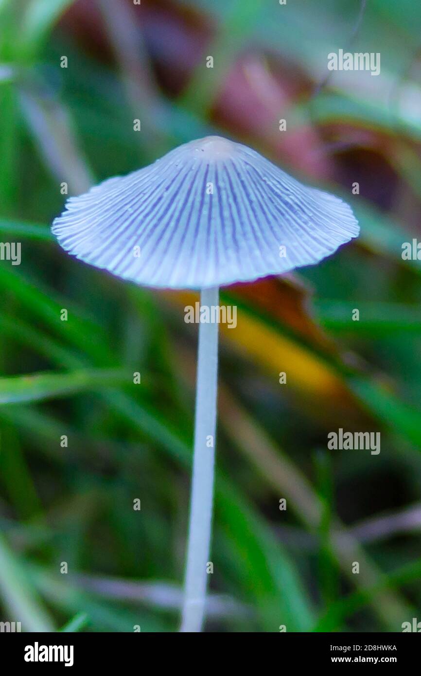 Champignons sauvages en détail Banque D'Images