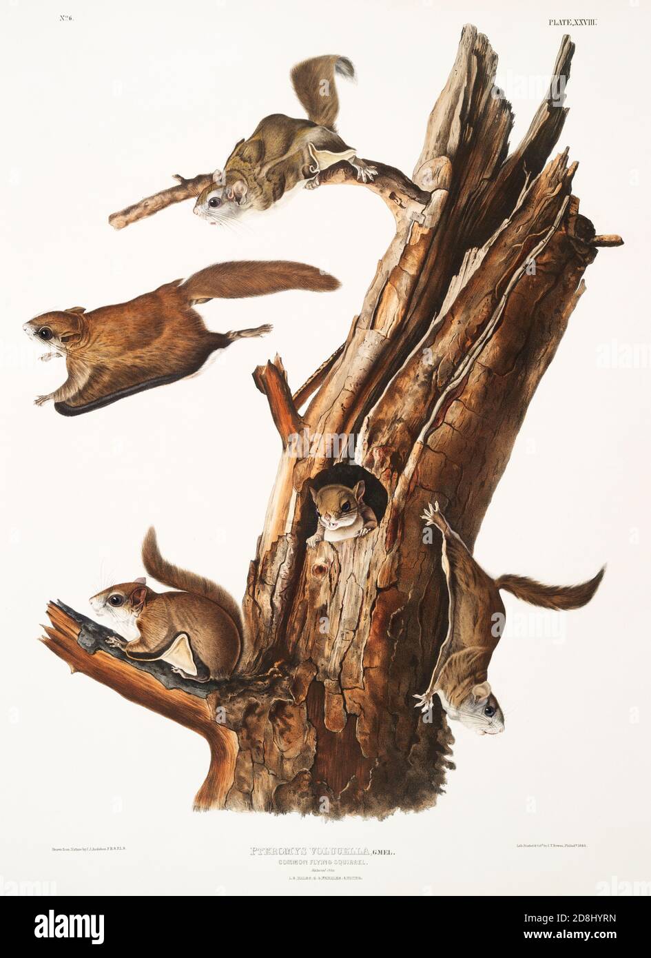 Illustrations du vivipare QUADRUPEDS de l'Amérique du Nord par John James et John Woodhouse Audubon. Banque D'Images