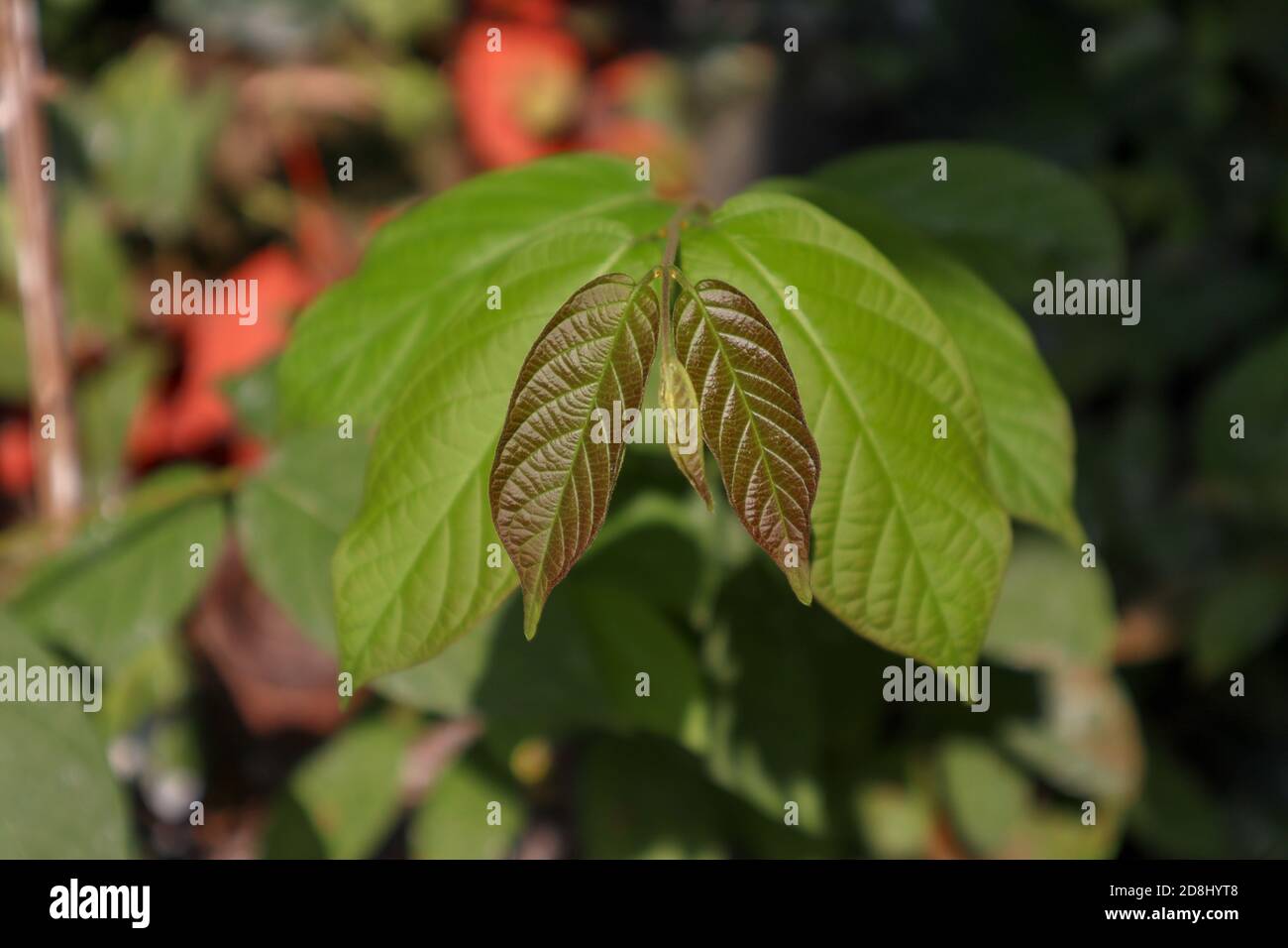 Belle texture des feuilles de plante de Kratom (Mitragyna speciosa). Cette plante est également utilisée pour la création de médicaments traditionnels dans certains pays du sud-est Banque D'Images