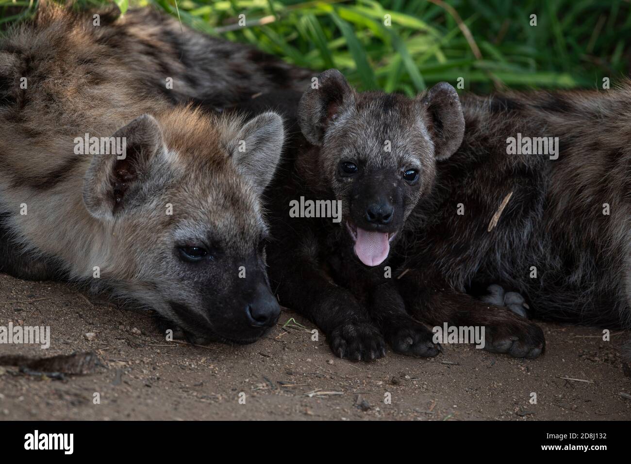 Les petits Hyena attendent sur leur site de détente Banque D'Images