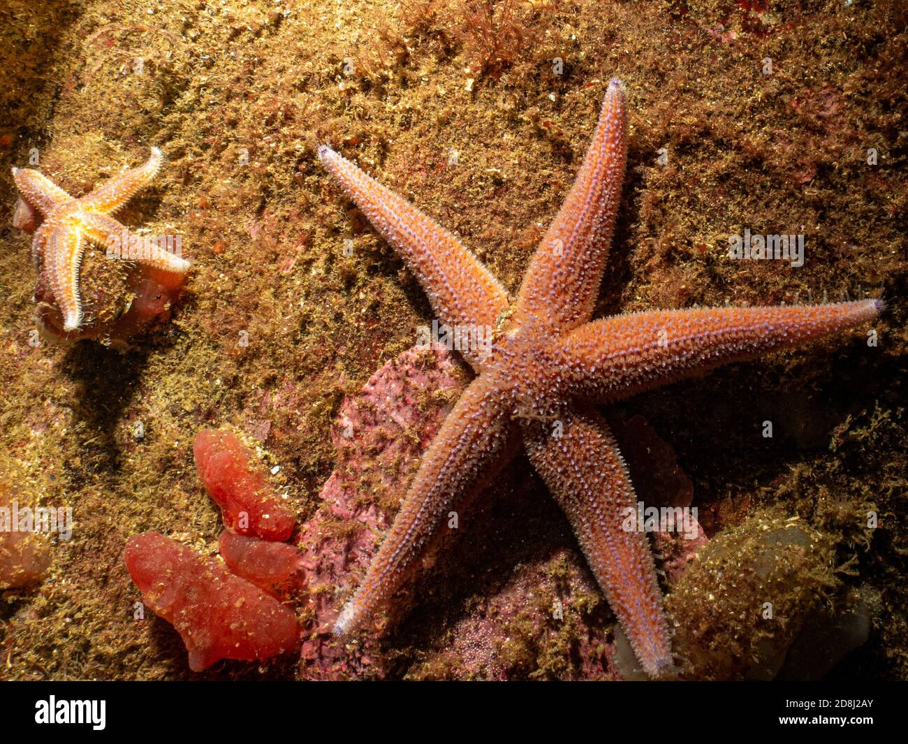 Un gros plan d'une étoile commune, d'une étoile commune de mer ou d'une étoile de sucre, Asterias Rubens. Photo des îles Weather, mer de Skagerack, Suède Banque D'Images