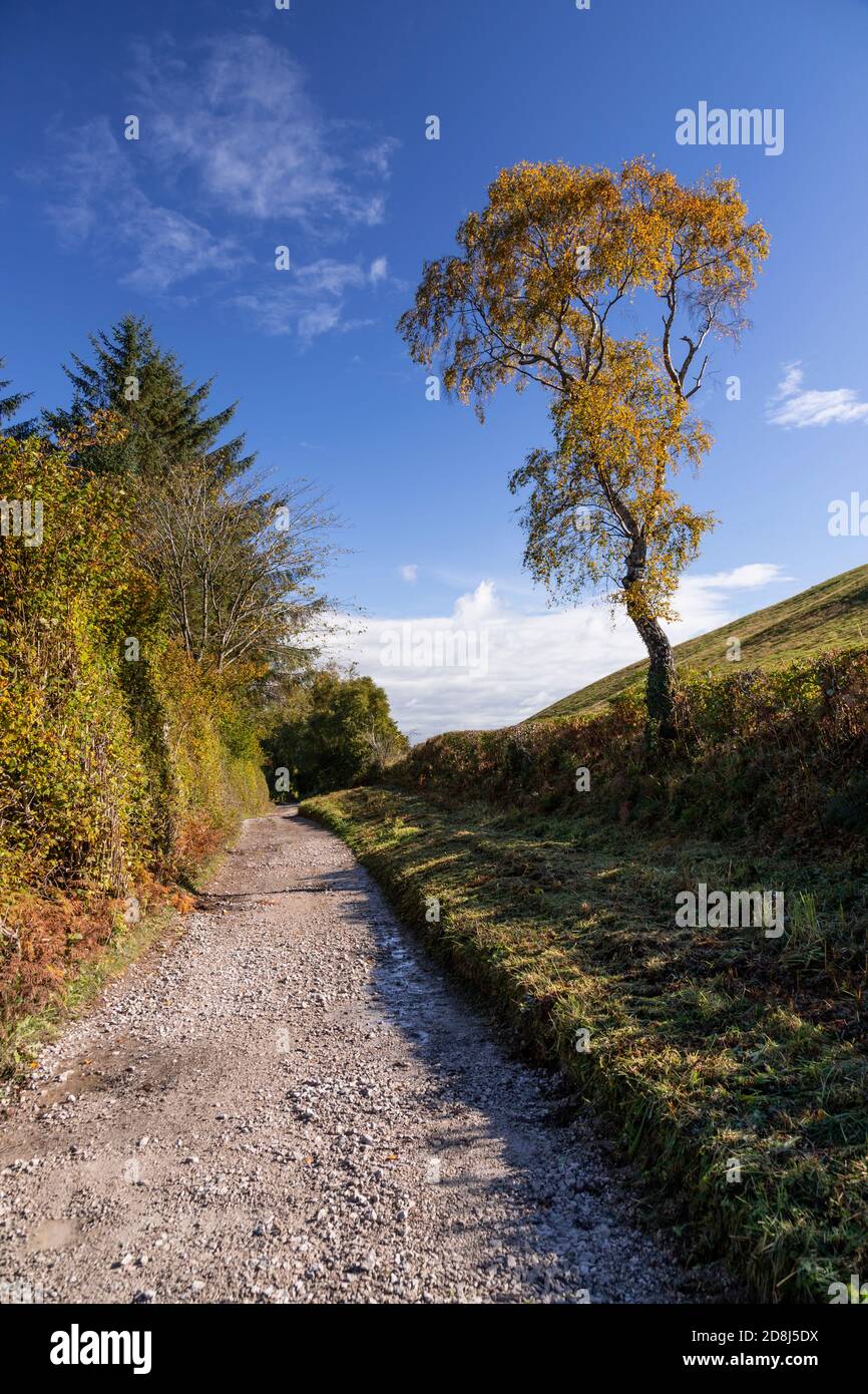 Arbre en automne près de CilCain, au nord du pays de Galles Banque D'Images