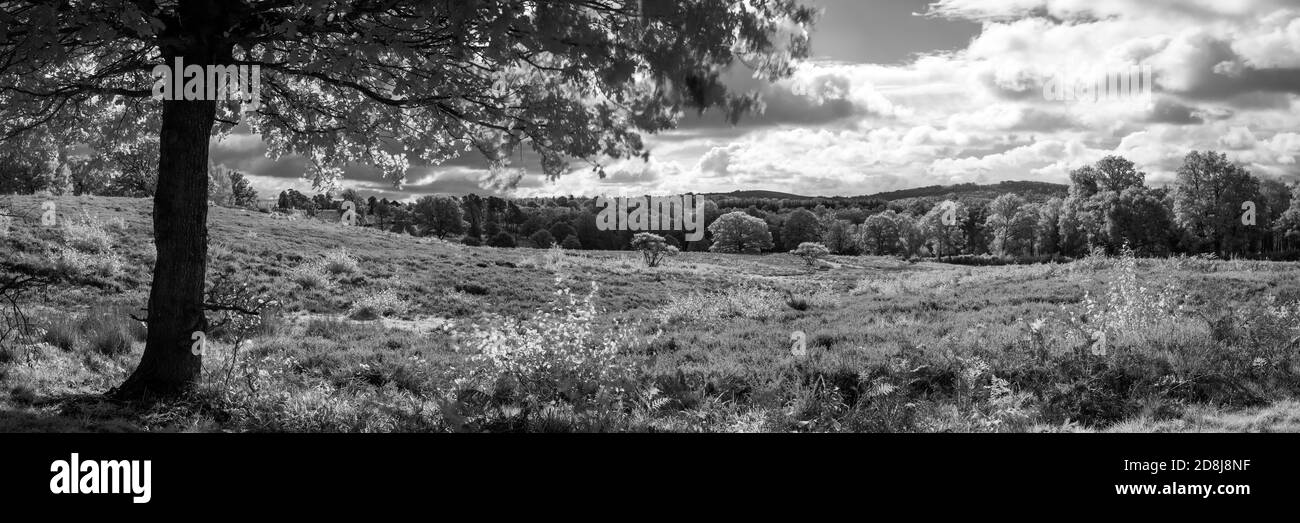 Arbre sauvage noir et blanc dans la forêt Banque D'Images