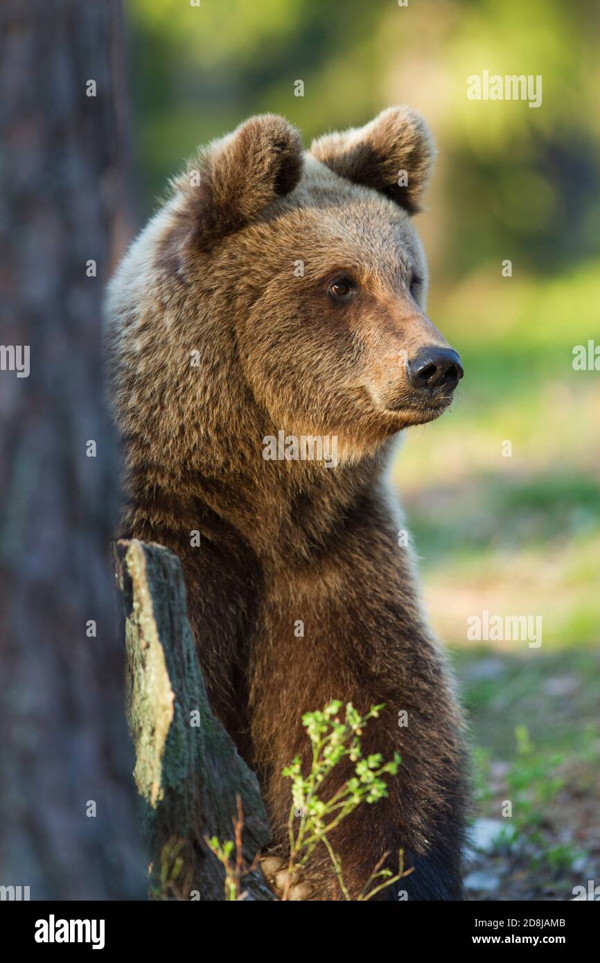 Ours brun adulte Ursus arctos profil de l'adulte sauvage assis dans la forêt. Martinselkosen Finlande.24.05.2014 Banque D'Images