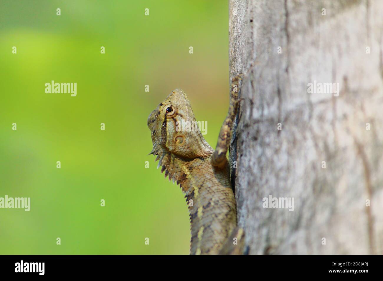 Beau jardin lézard sur l'arbre dans un joli fond flou Banque D'Images