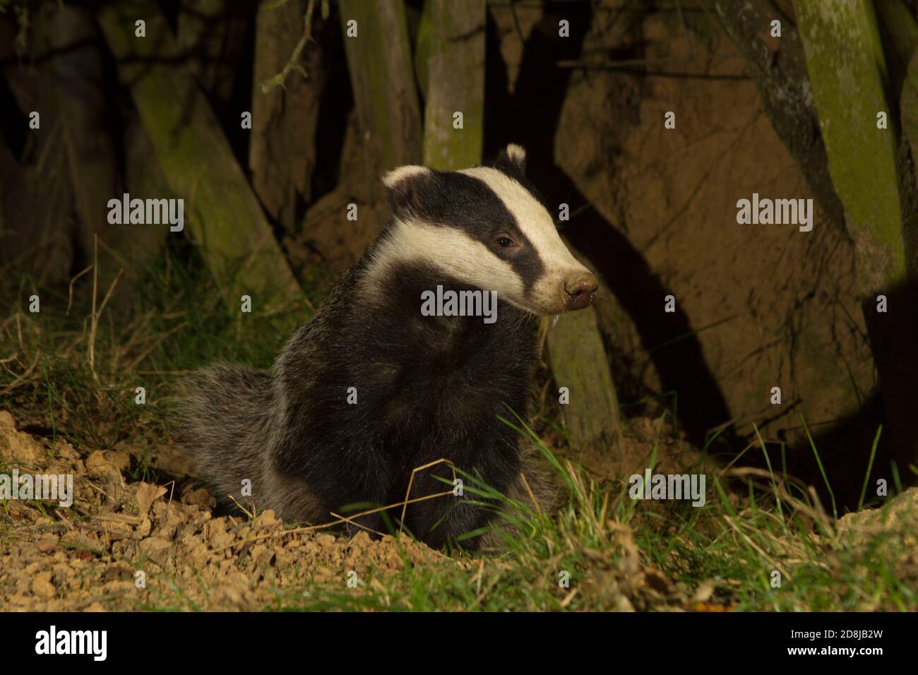 Badger. Meles meles . Profil de l'adulte sauvage à l'entrée de Sett. Terres agricoles Kent, Royaume-Uni. Banque D'Images