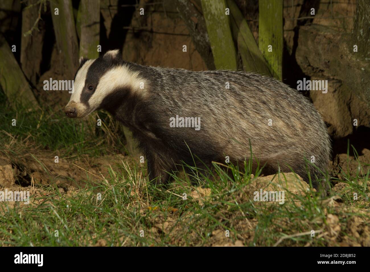 Badger. Meles meles . Profil de l'adulte sauvage à l'entrée de Sett. Terres agricoles. Kent, Royaume-Uni Banque D'Images